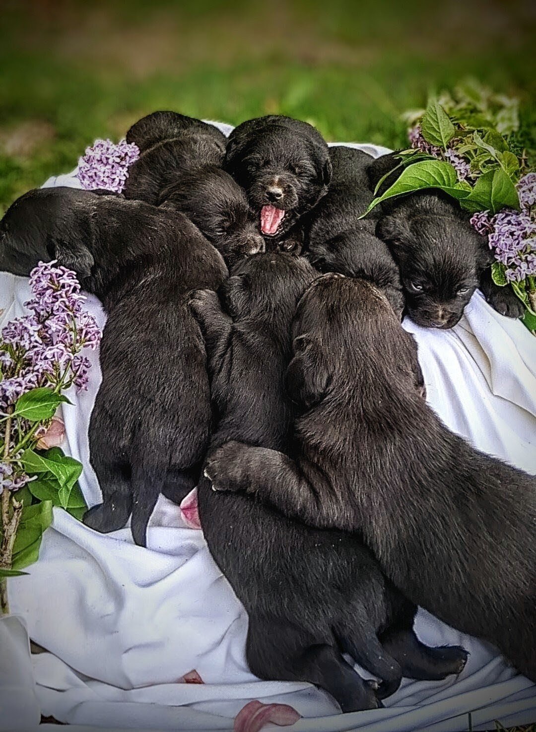 Chocolate Lab cross image 4