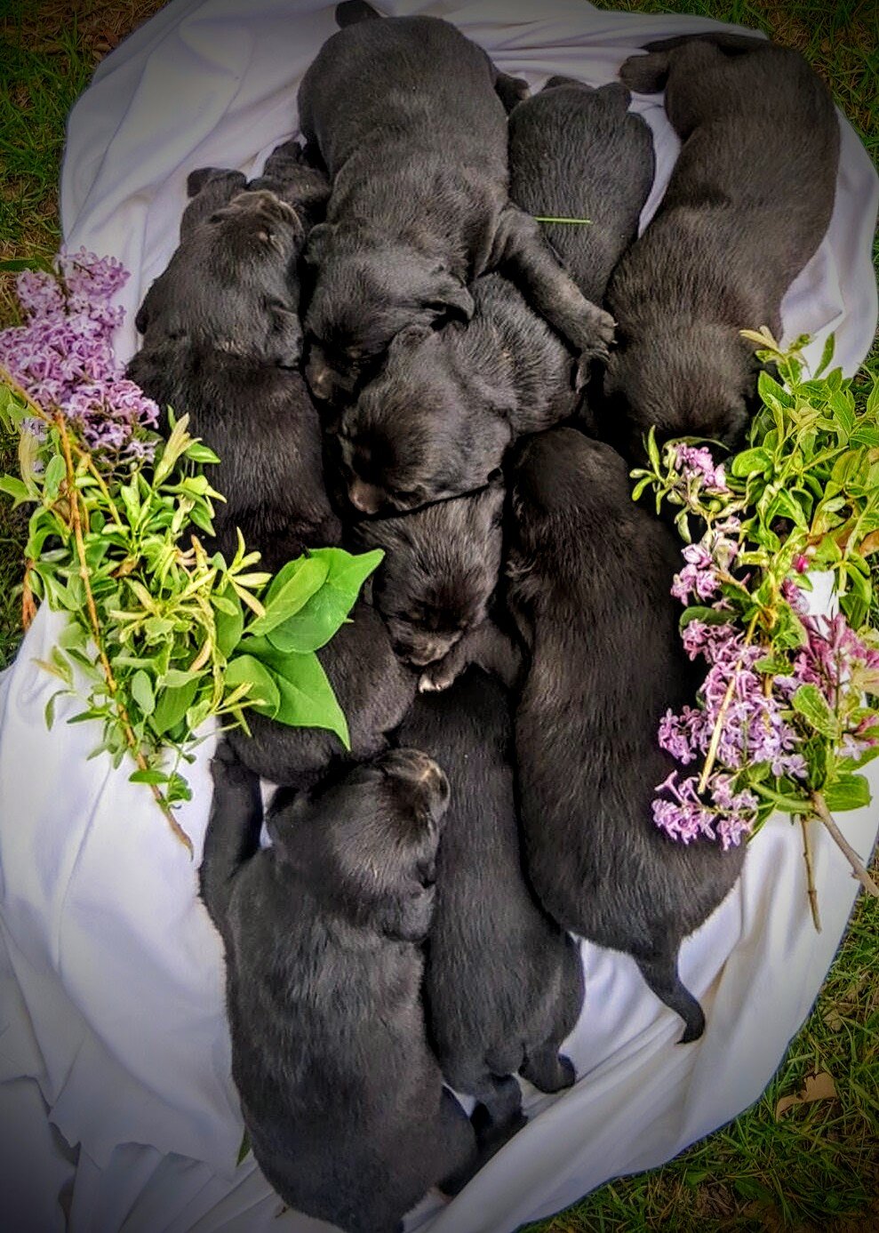 Chocolate Lab cross image 2