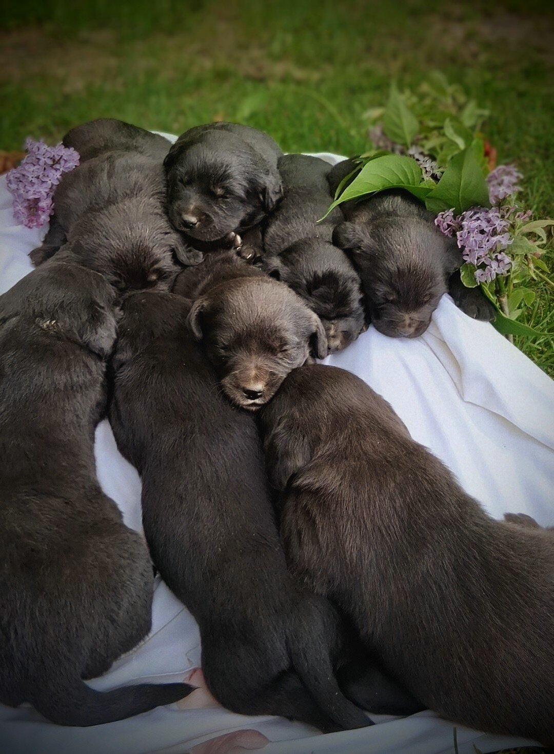 Chocolate Lab cross image 3