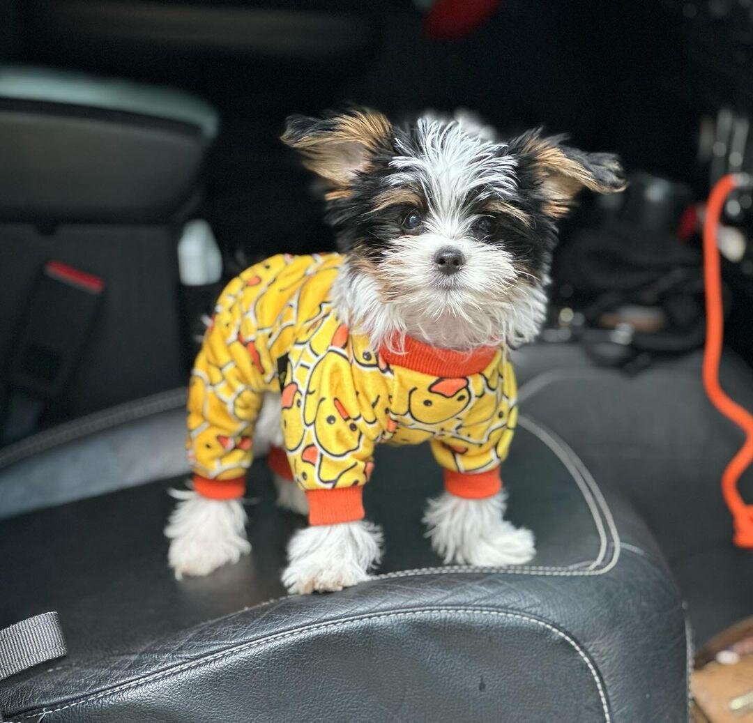 Male Yorkie Puppy Available image 1