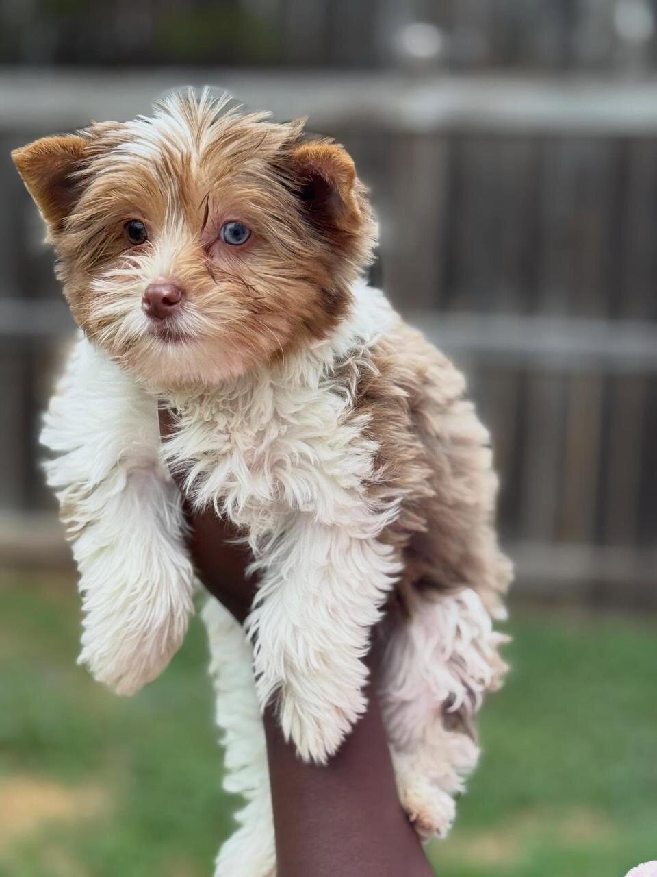 Female Yorkie Puppy Ready For A New Home. image 1