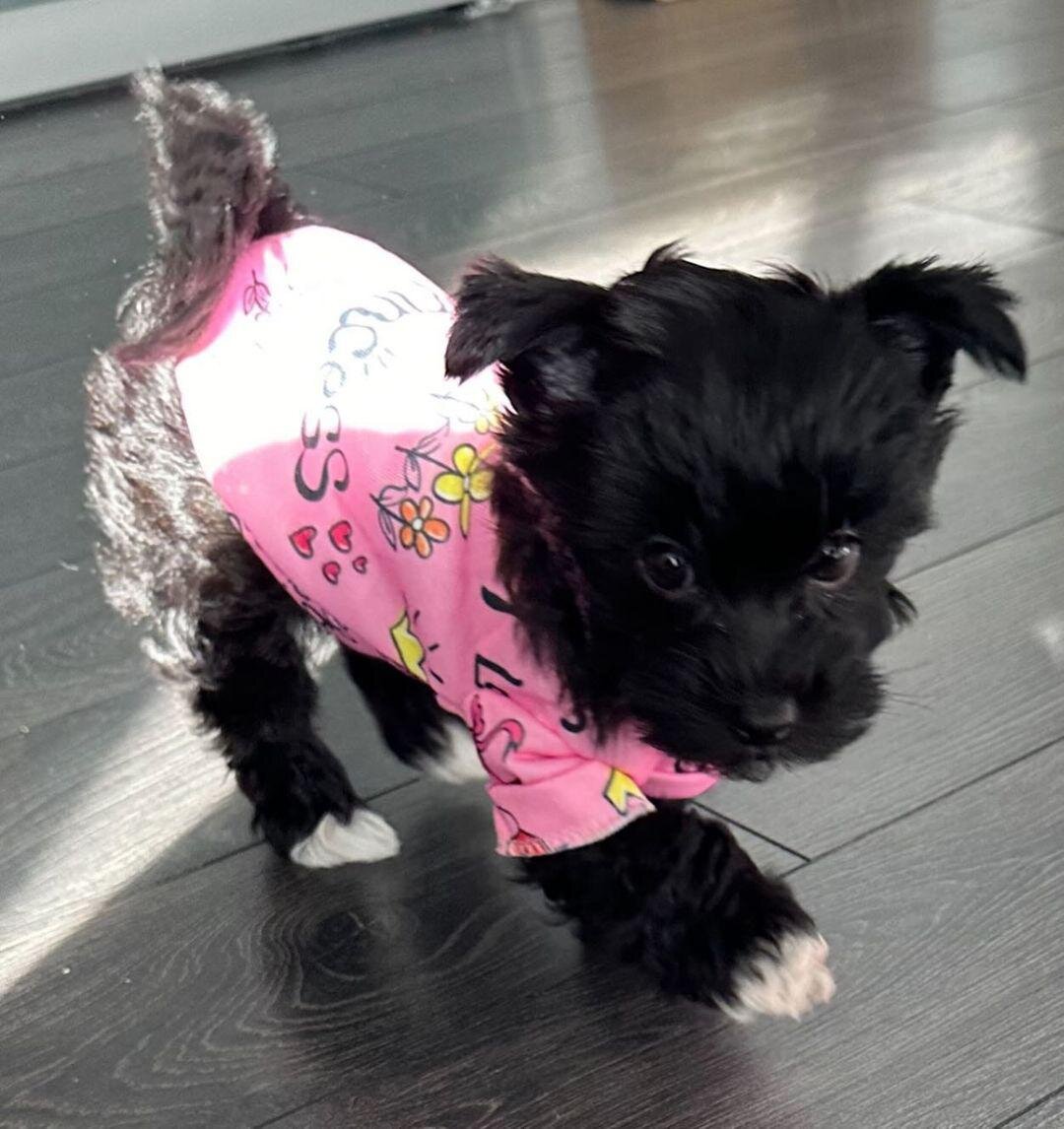 Female Yorkie Puppy image 1