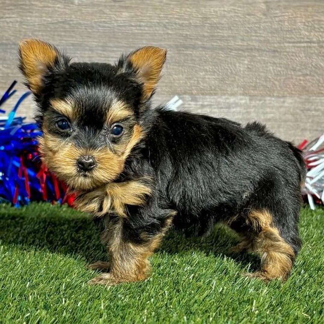Hi, I'm Remi! I'm a 7-week-old female Yorkie image 4