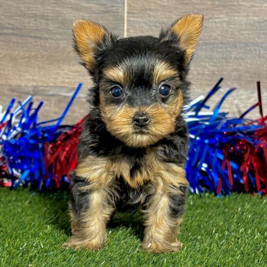 Hi, I'm Remi! I'm a 7-week-old female Yorkie image 3
