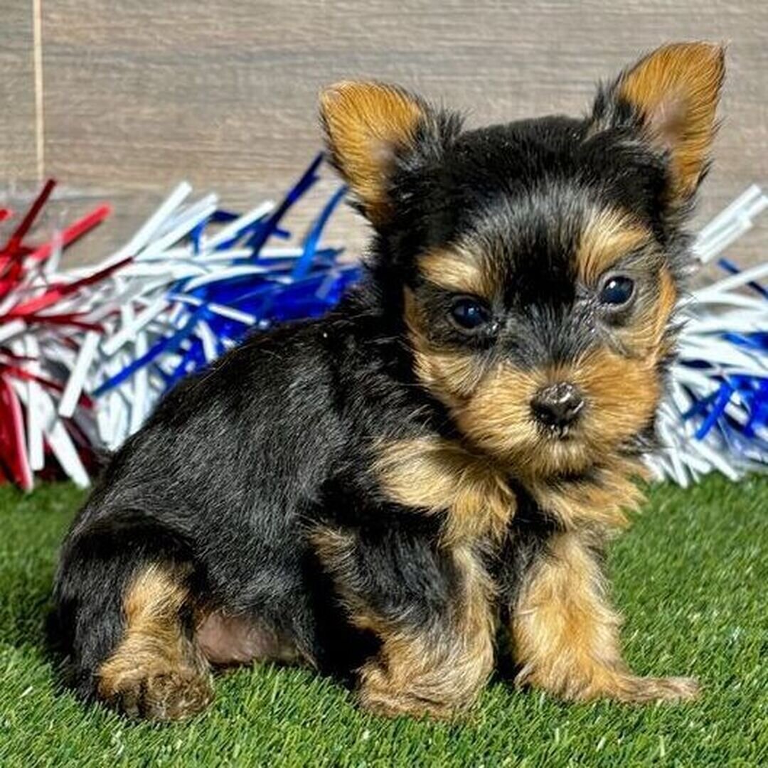 Hi, I'm Remi! I'm a 7-week-old female Yorkie image 2