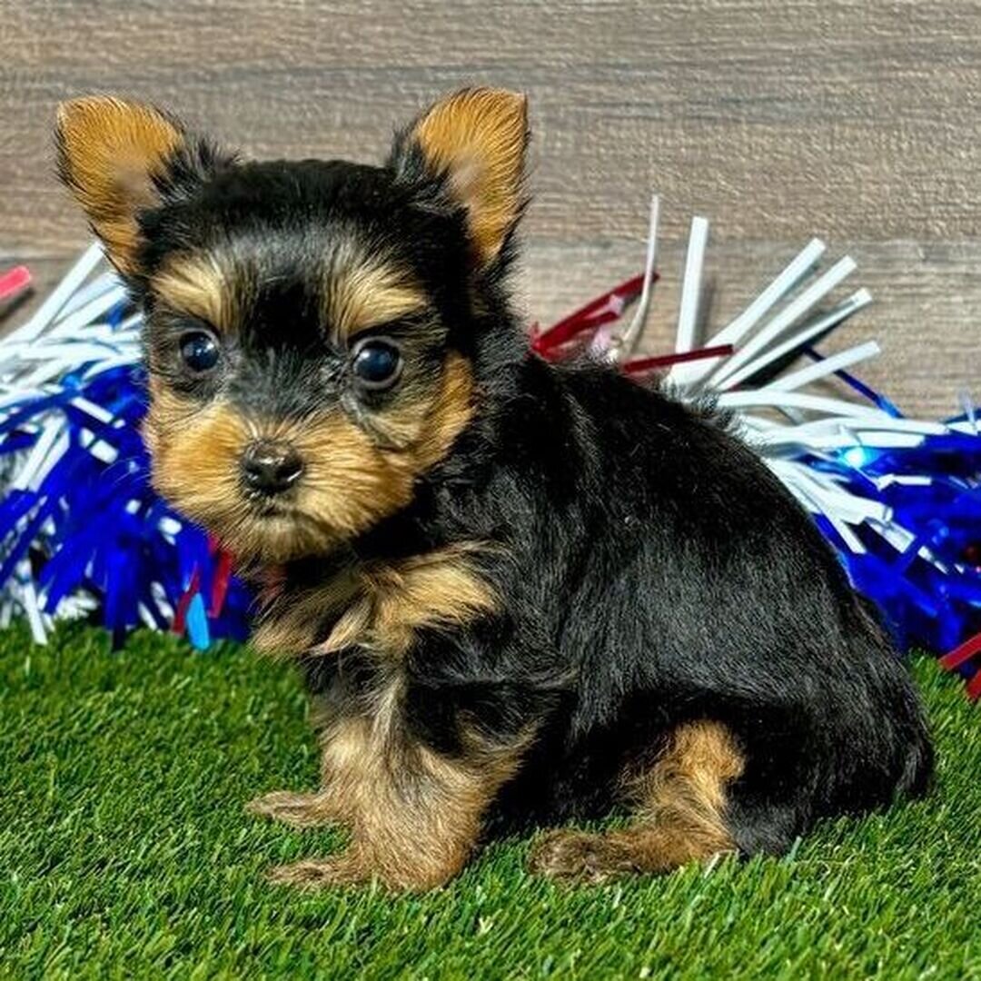 Hi, I'm Remi! I'm a 7-week-old female Yorkie image 1