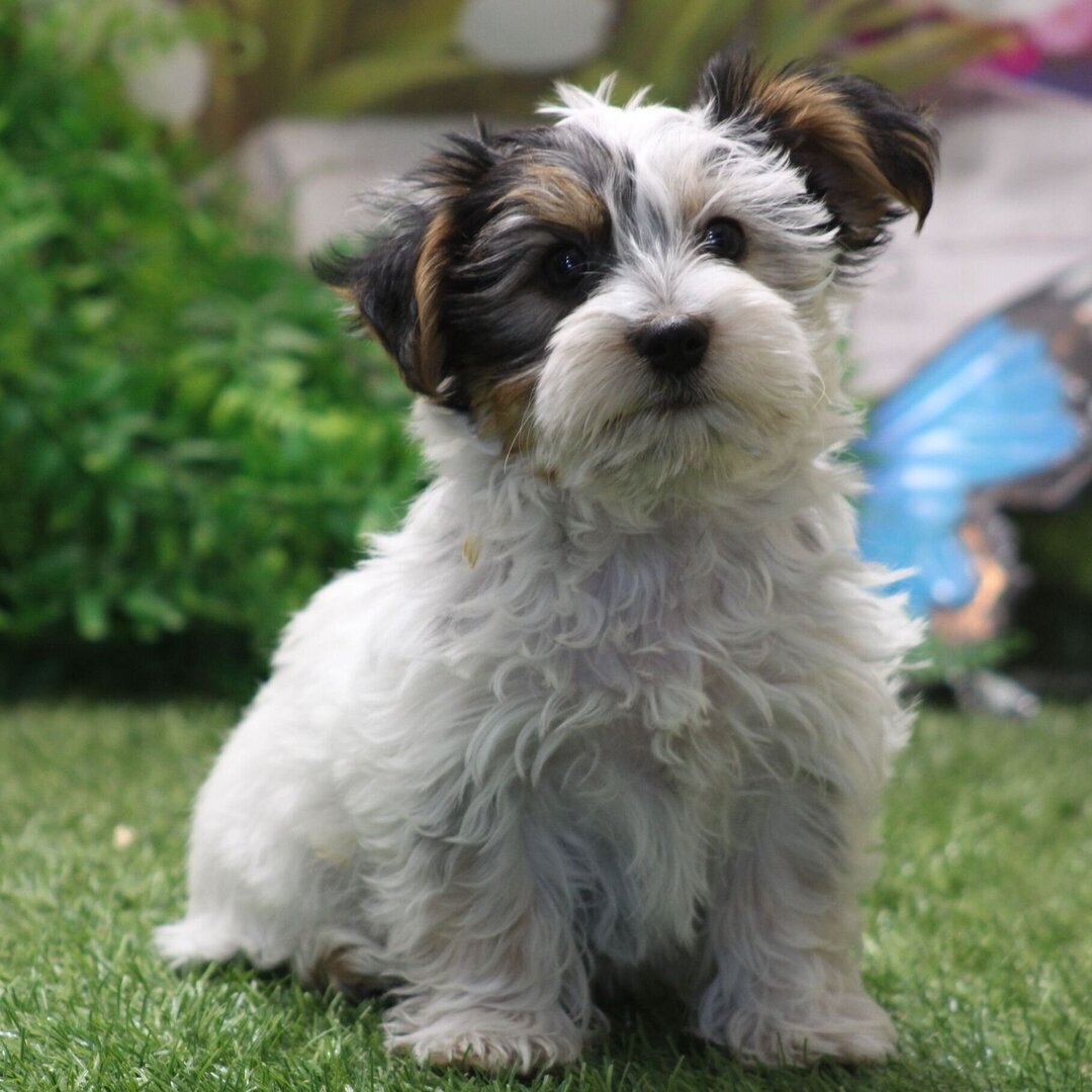 Hi, I'm Pete! I'm a 10-week-old male Yorkie puppy image 4