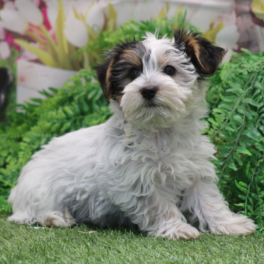 Hi, I'm Pete! I'm a 10-week-old male Yorkie puppy image 3