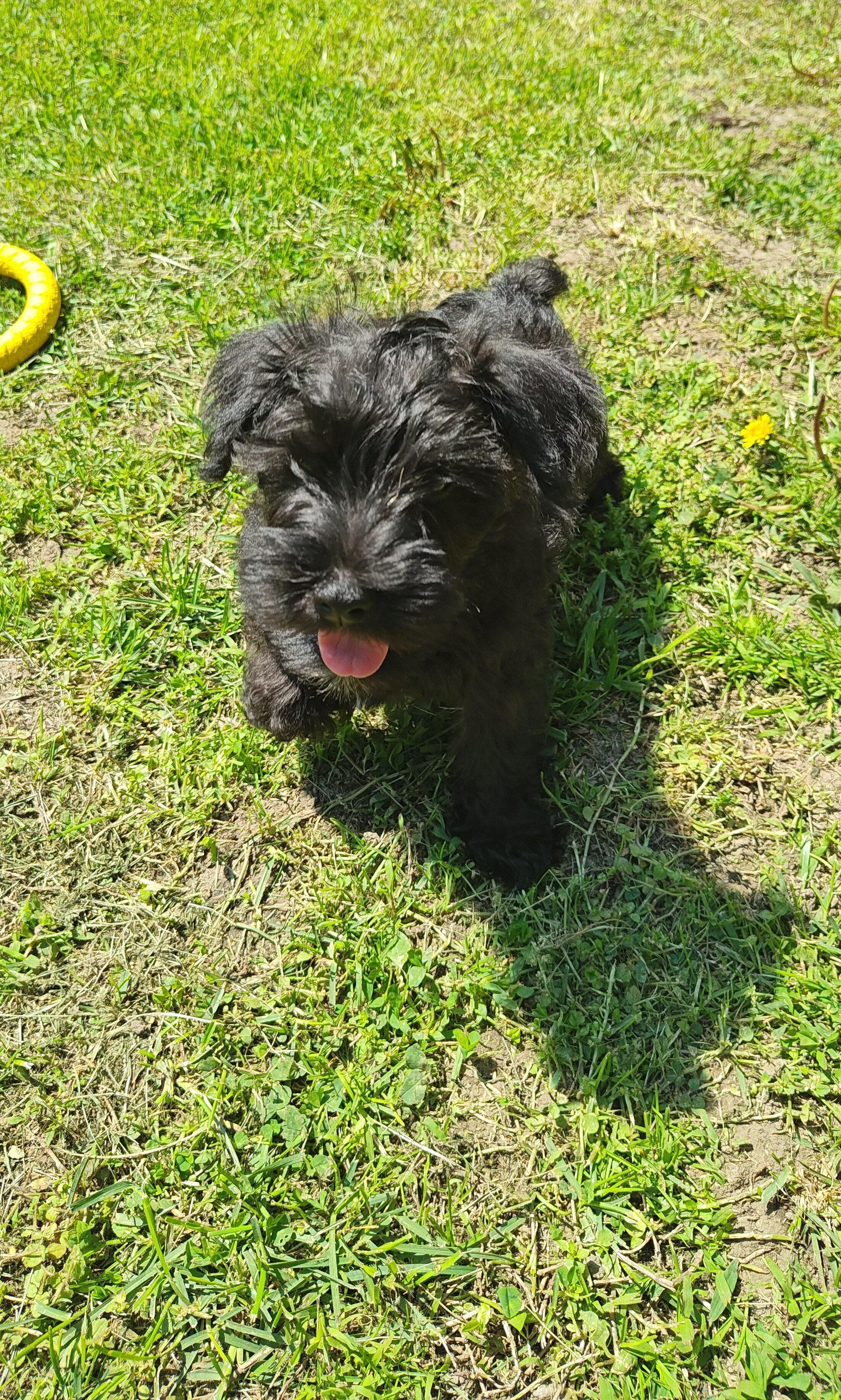 Akc male image 1