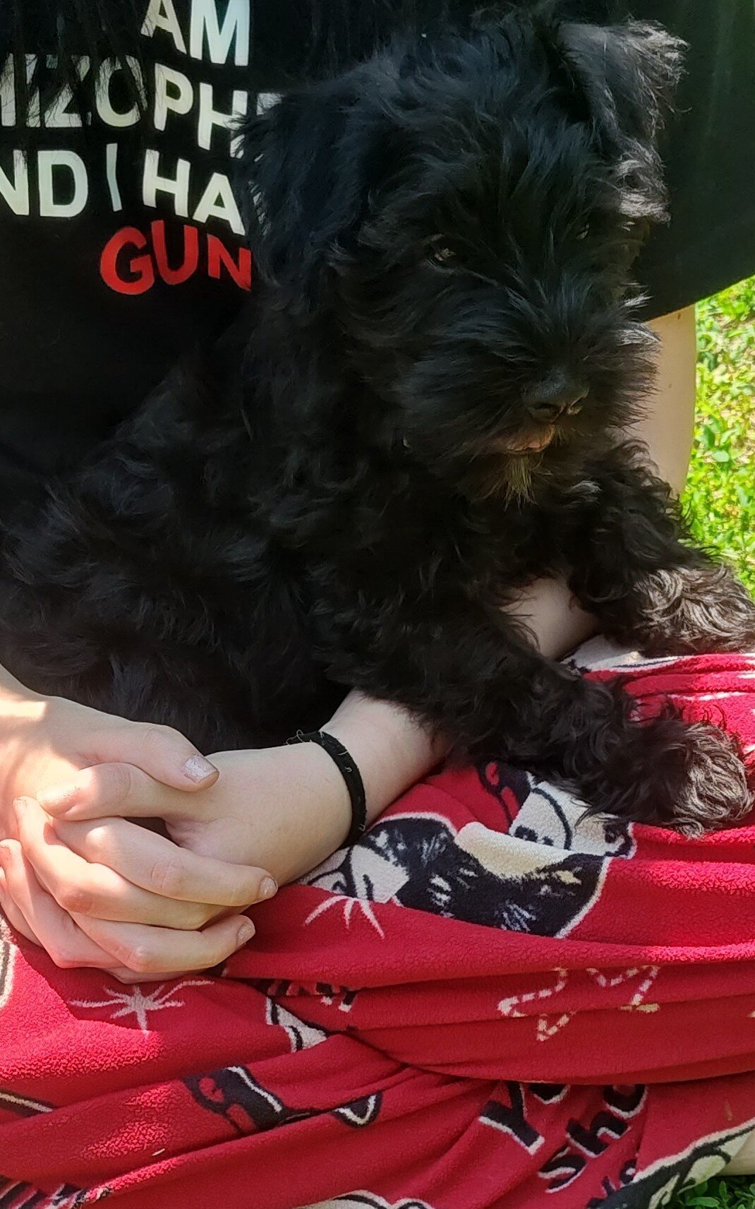 Akc male image 2