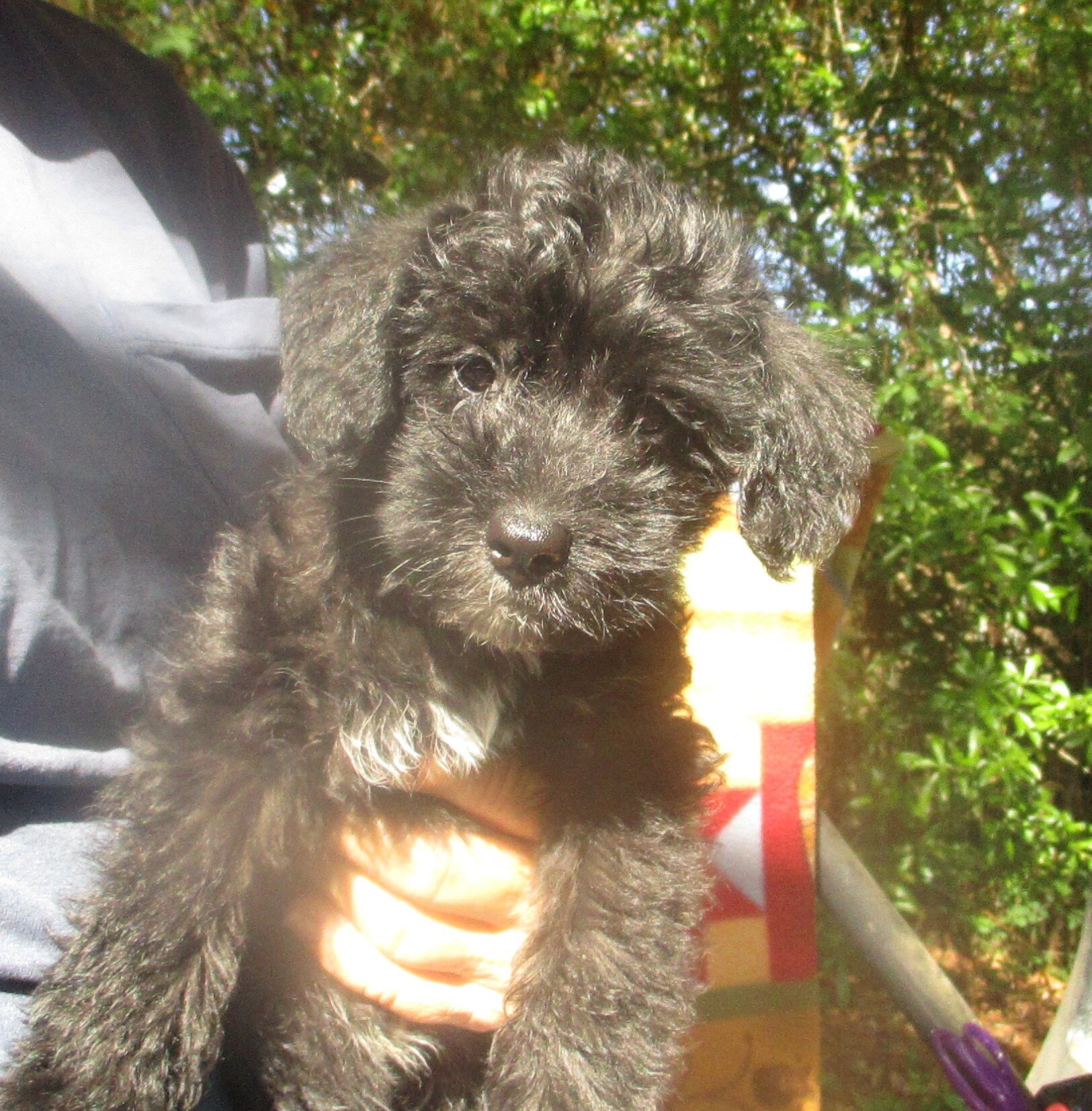 SCHNOODLE CKC PUPPIES $275 image 2