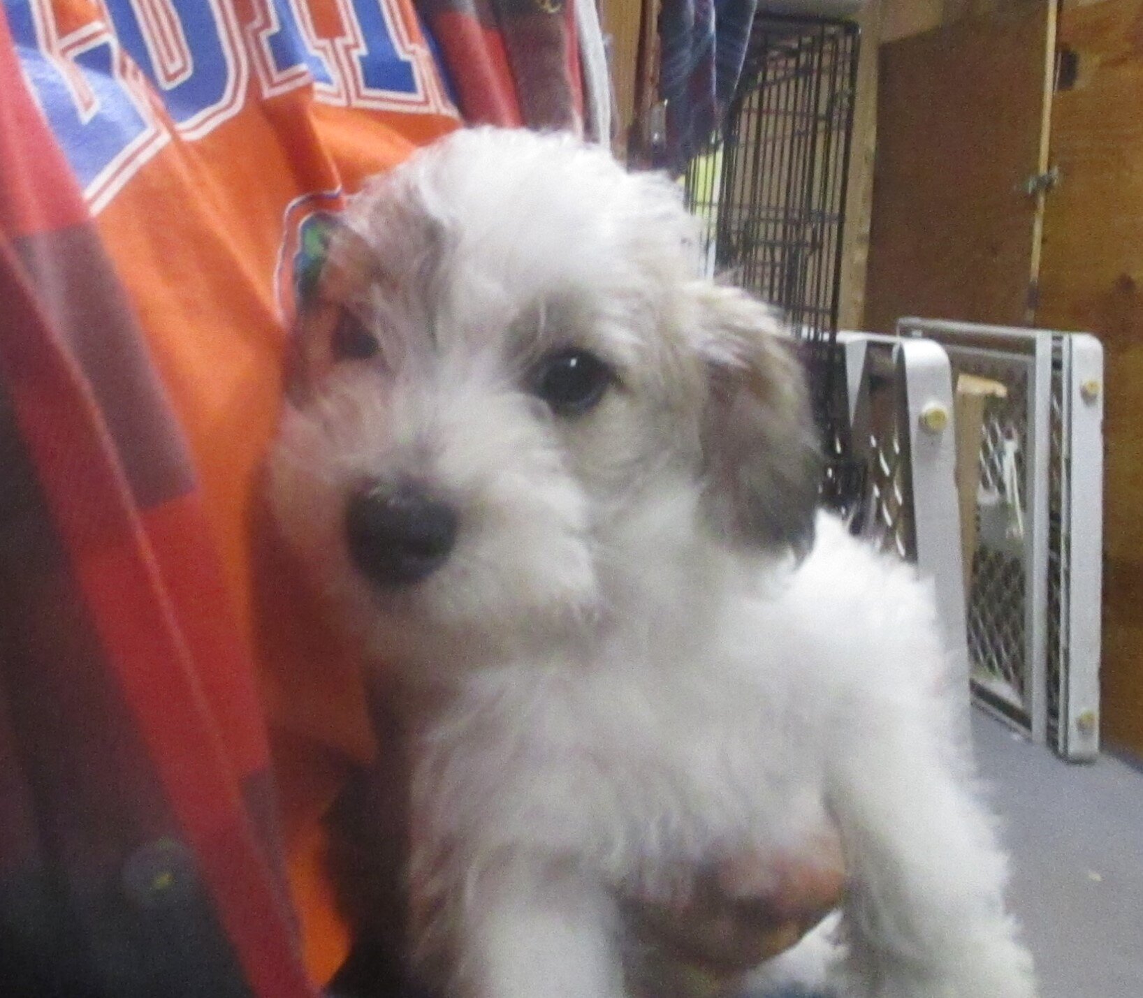SCHNOODLE CKC PUPPIES $275 image 10