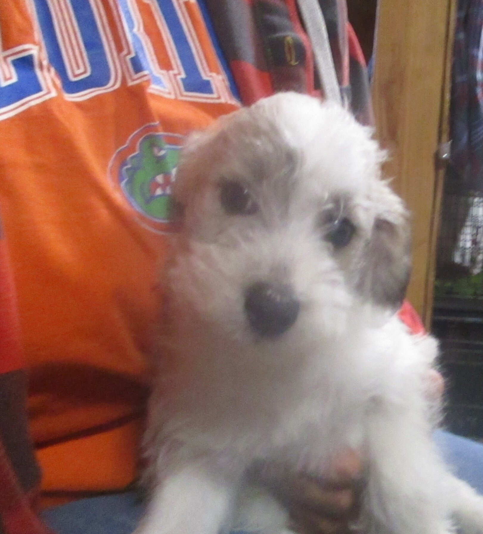 SCHNOODLE CKC PUPPIES $275 image 1