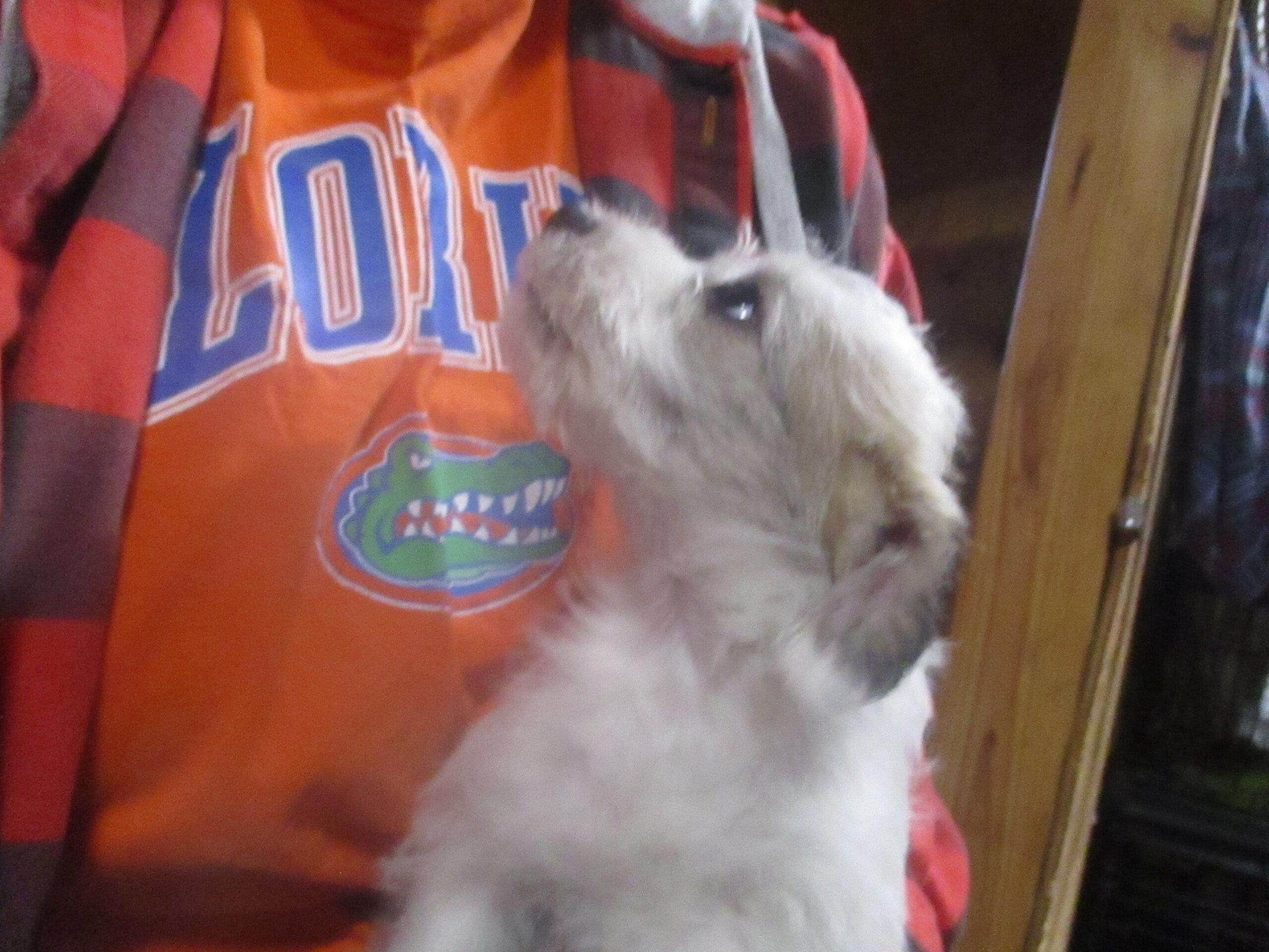 SCHNOODLE CKC PUPPIES $275 image 5