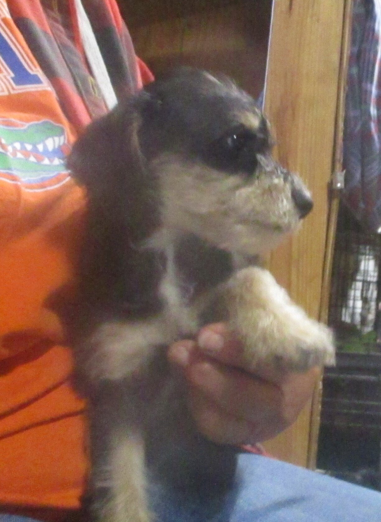 SCHNOODLE CKC PUPPIES $275 image 3