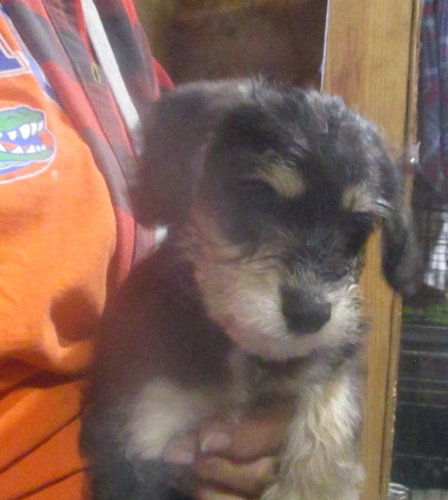 SCHNOODLE CKC PUPPIES $275 image 8