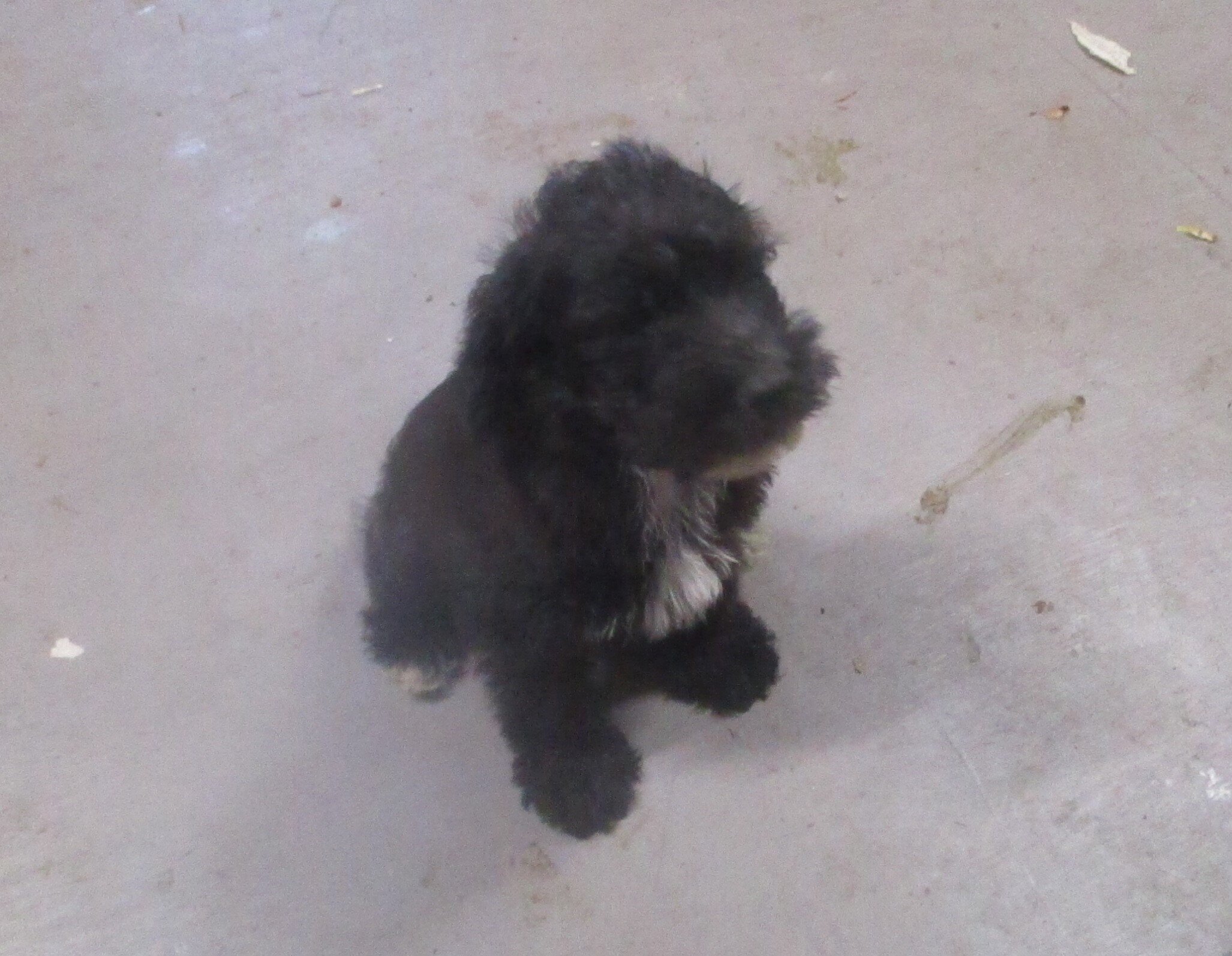 SCHNOODLE CKC PUPPIES $275 image 9