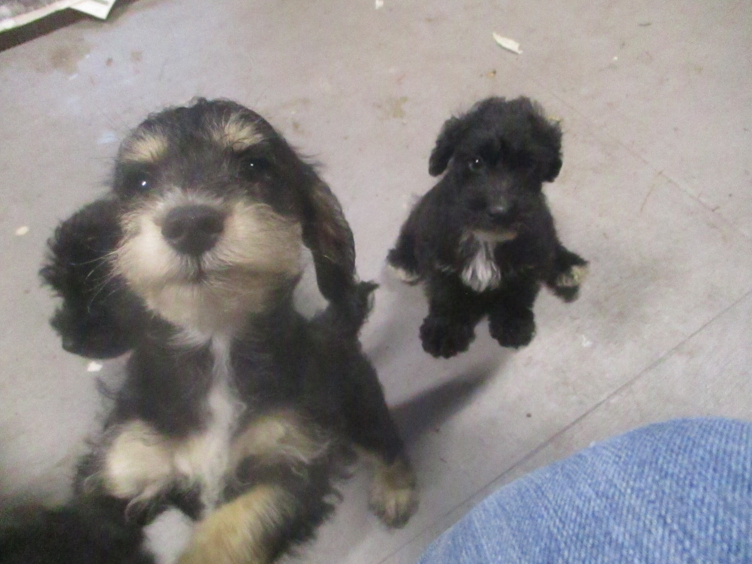 SCHNOODLE CKC PUPPIES $275 image 4