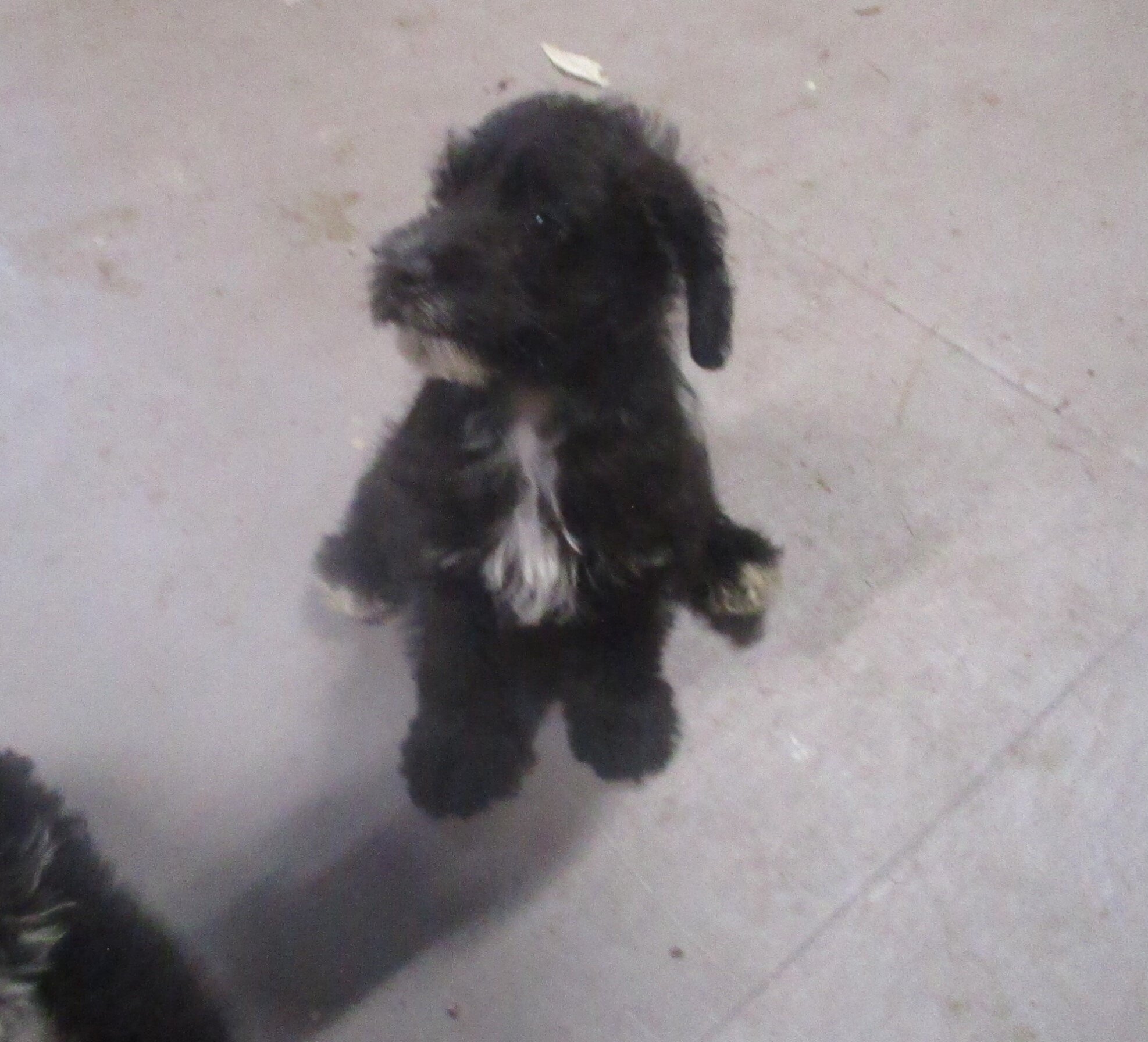 SCHNOODLE CKC PUPPIES $275 image 7