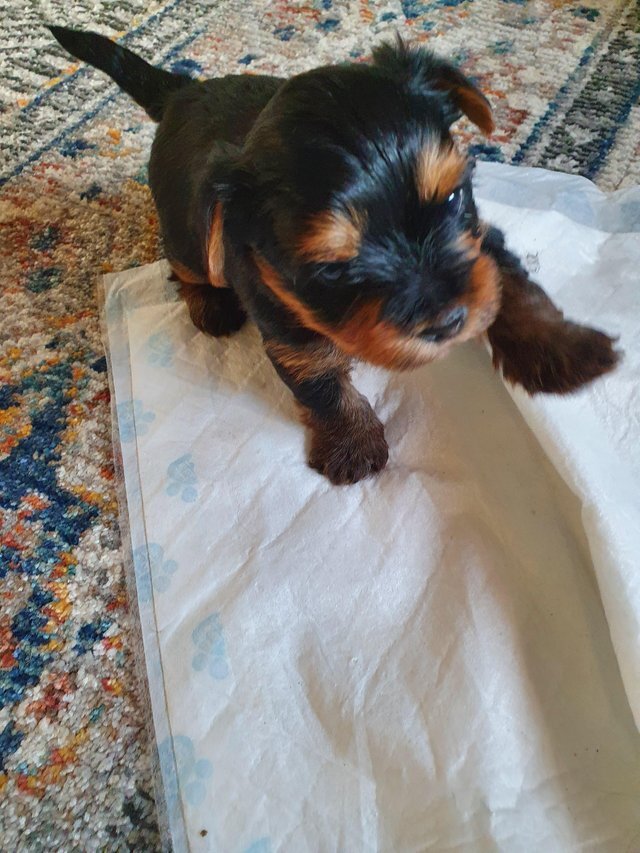 Yorkshire Terrier Puppies 2 Female 4 Males image 4