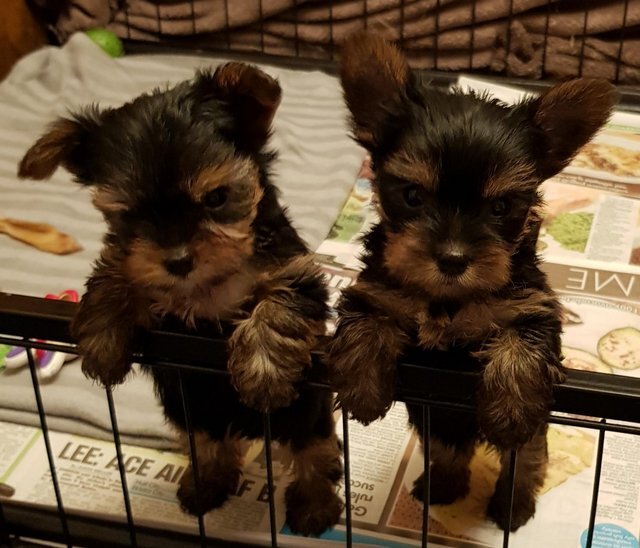 Yorkshire Terrier Puppies 2 Female 4 Males image 1