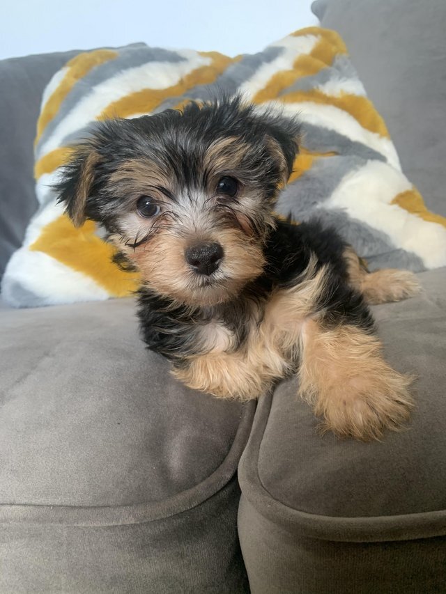 Yorkshire Terrier Puppies 2 Female 4 Males image 2