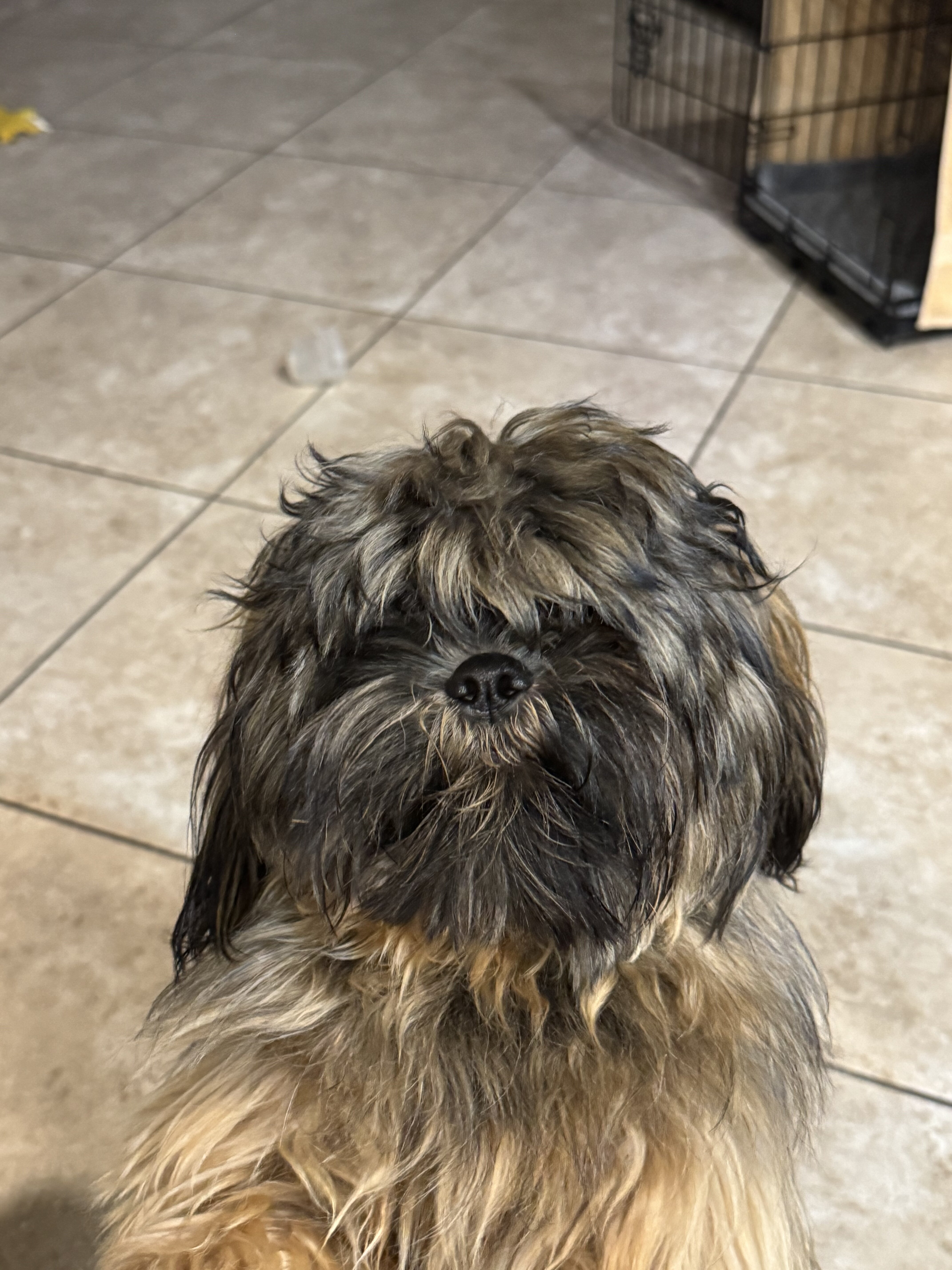 Shih Tzu pups image 1
