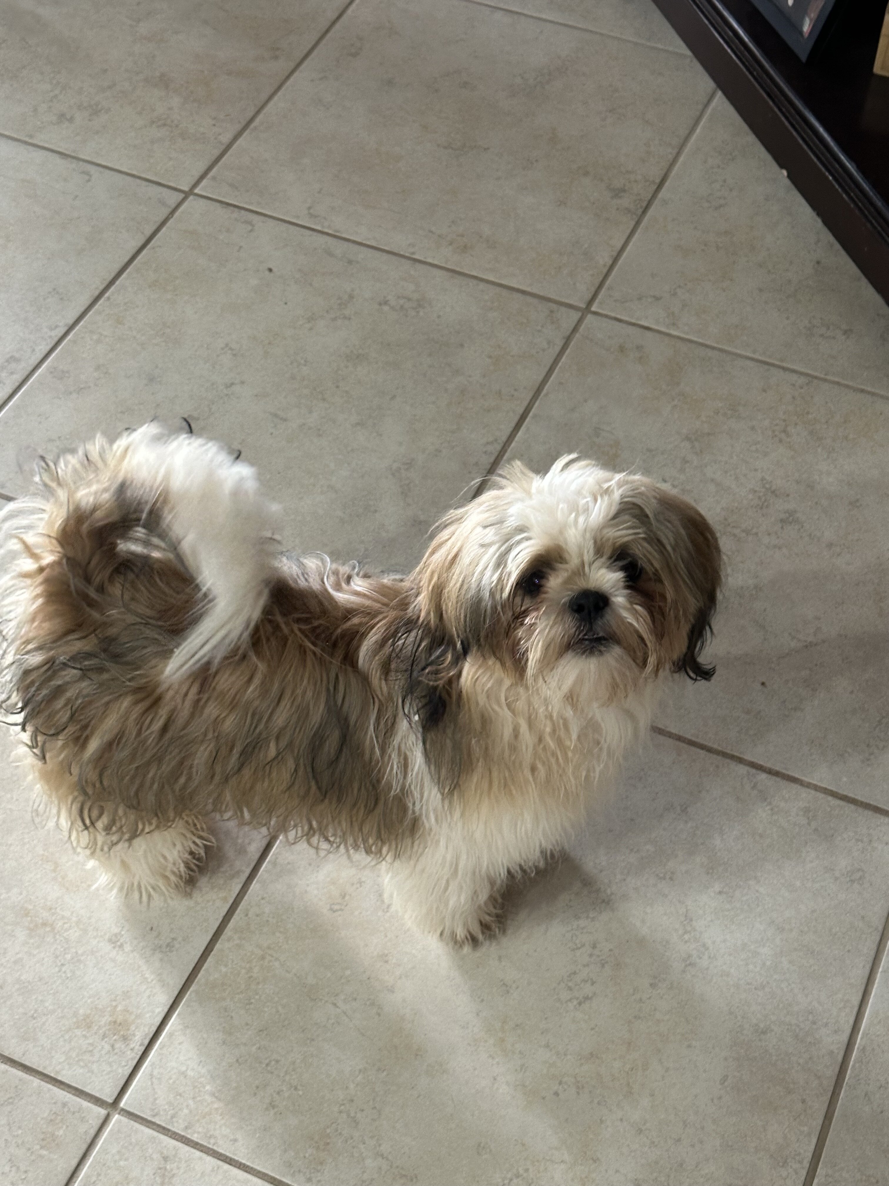 Shih Tzu pups image 2