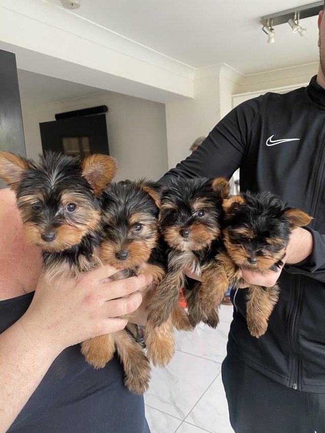 Beautiful Yorkshire puppies ready to go image 1