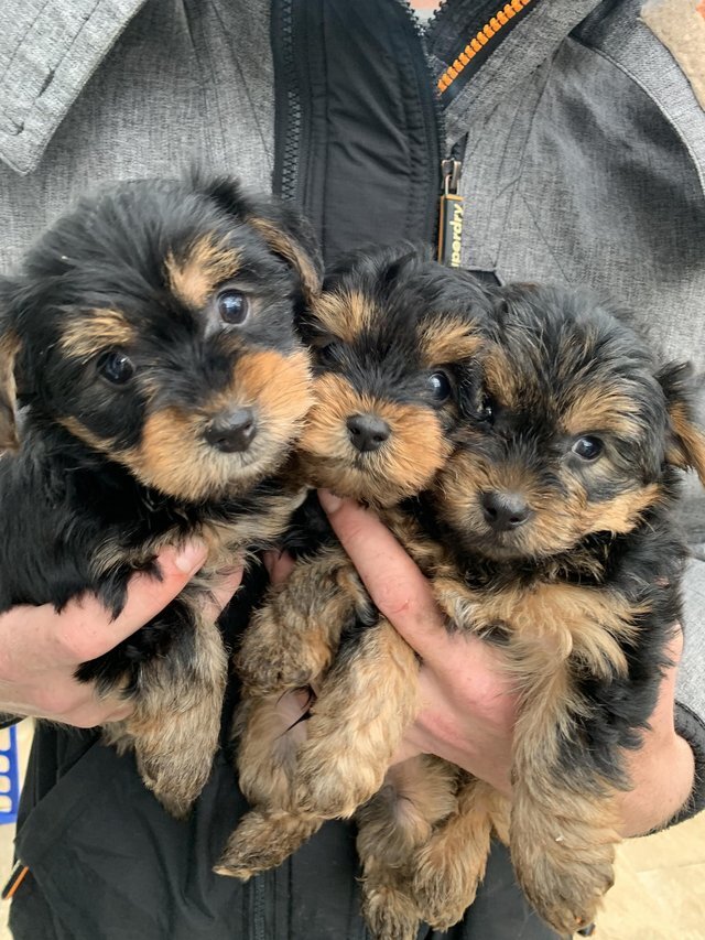 Beautiful Yorkshire puppies ready to go image 2