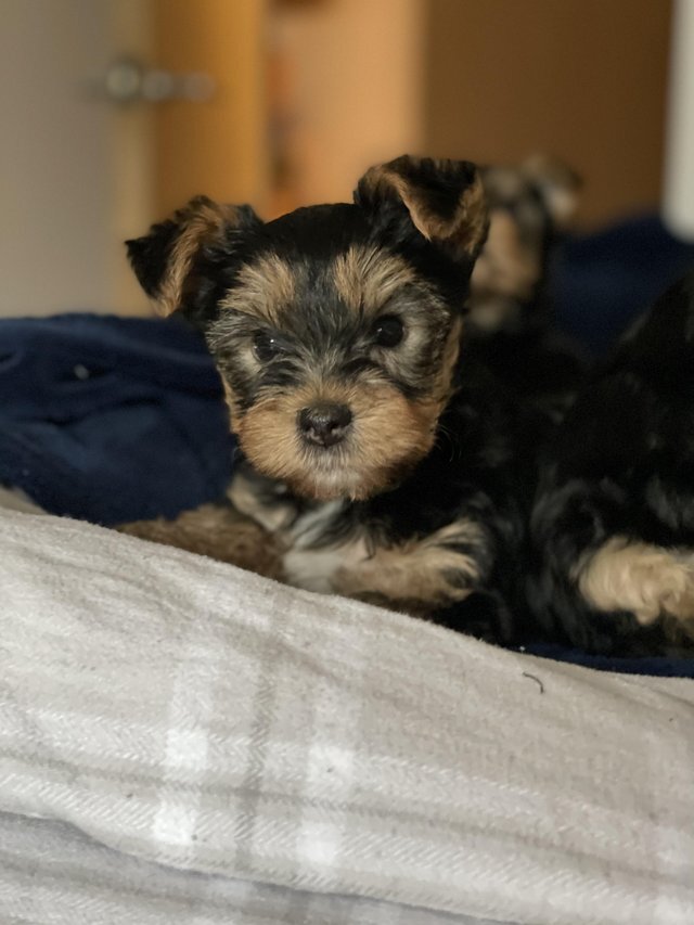 KC Registered Yorkshire Puppies | Health Tested 🐾 image 4