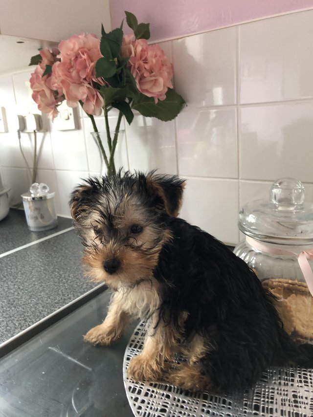 KC Registered Yorkshire Puppies | Health Tested 🐾 image 3