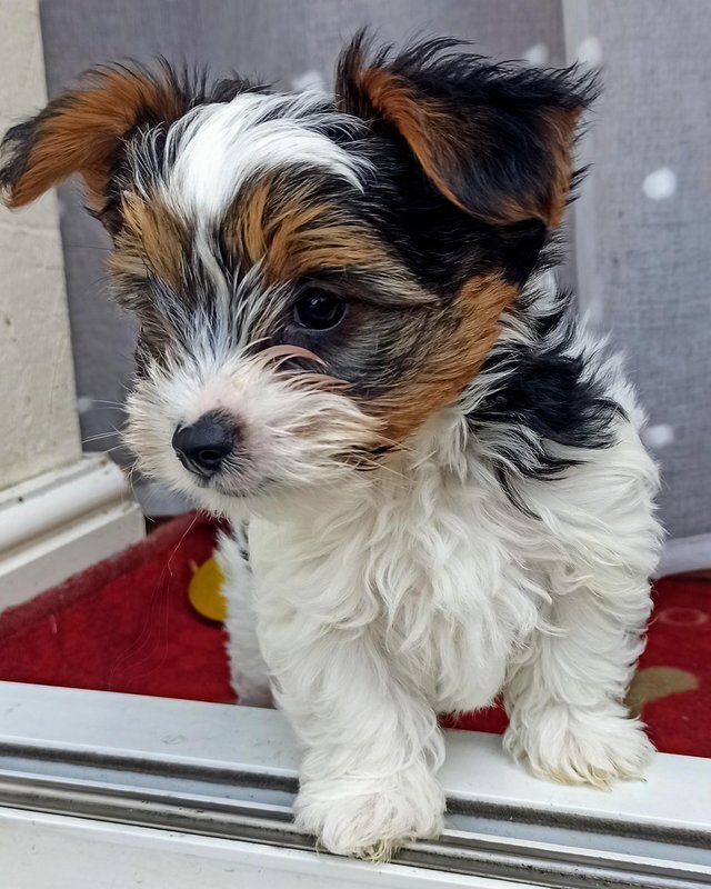 KC Registered Yorkshire Puppies | Health Tested 🐾 image 5