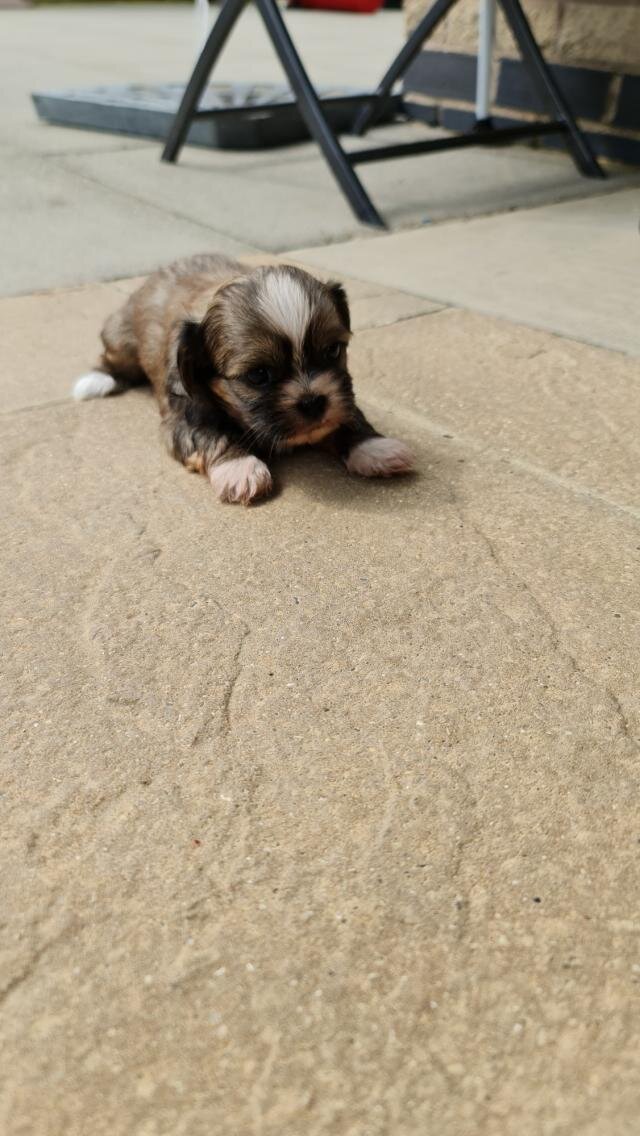 KC Registered Yorkshire Puppies | Health Tested 🐾 image 2