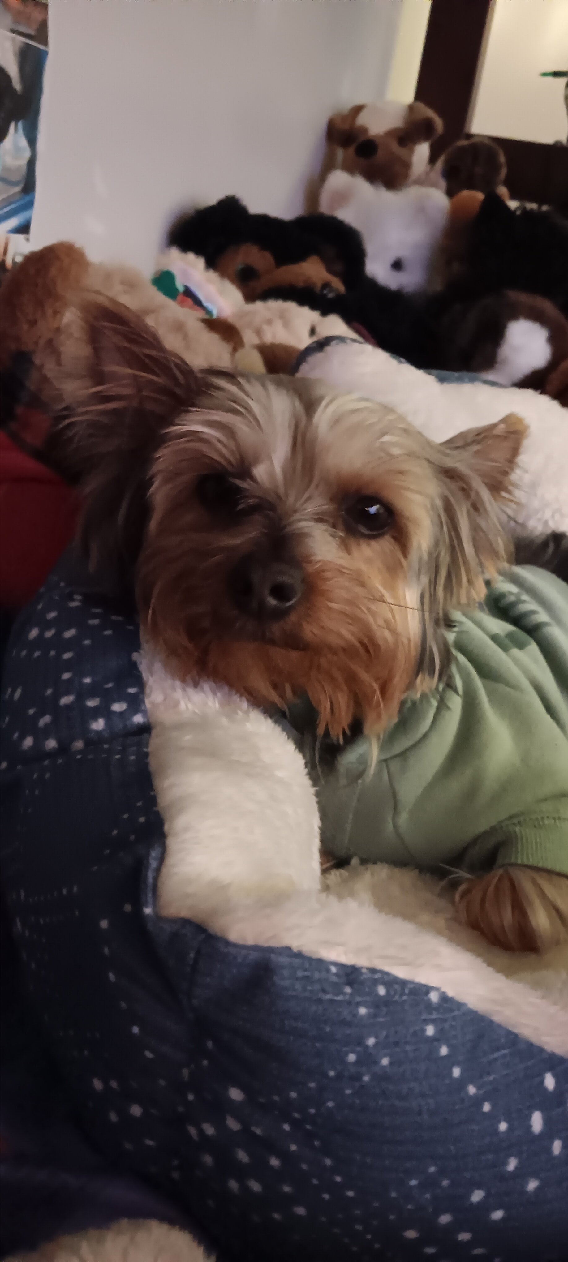 Dog yorkie puppy image 1