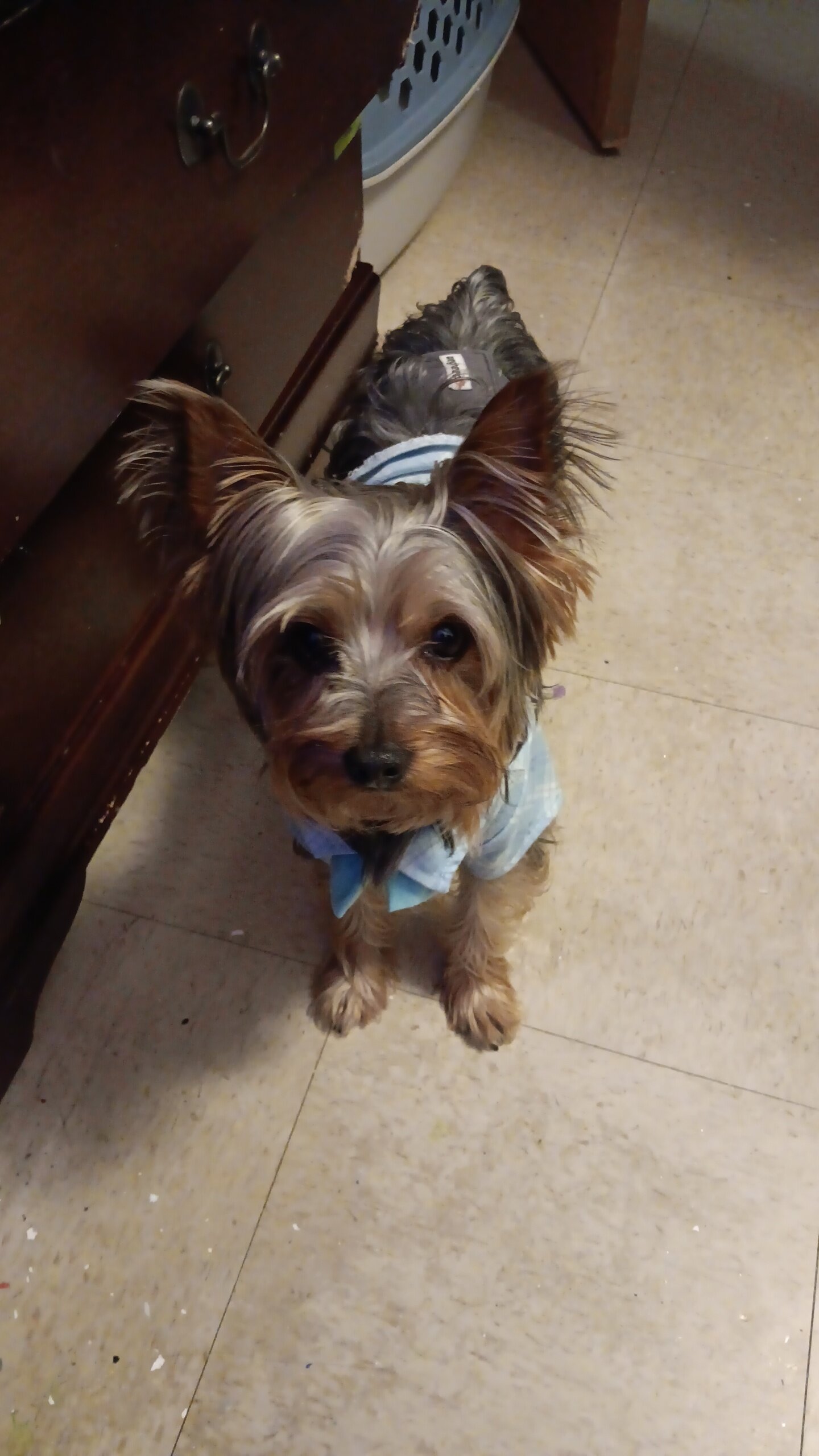 Dog yorkie puppy image 2