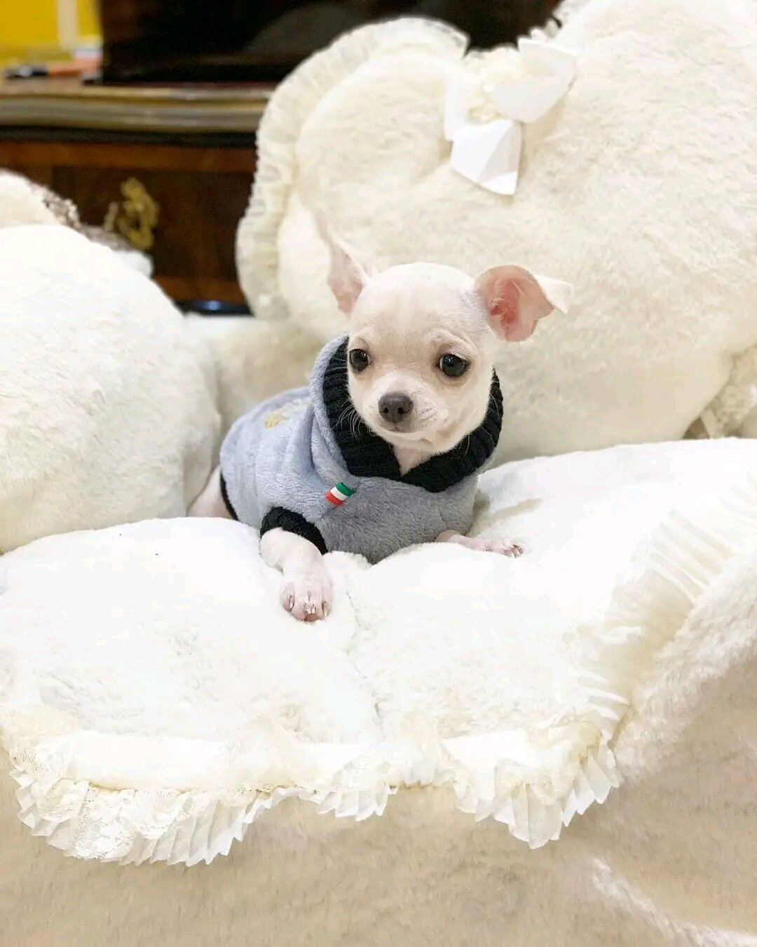 chihuahua puppies image 1