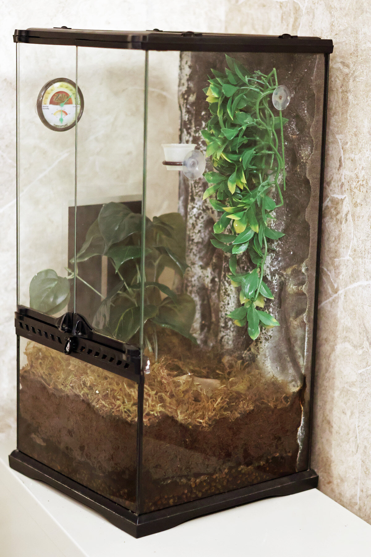 Female Crested Gecko with Terrarium and Supplies image 4