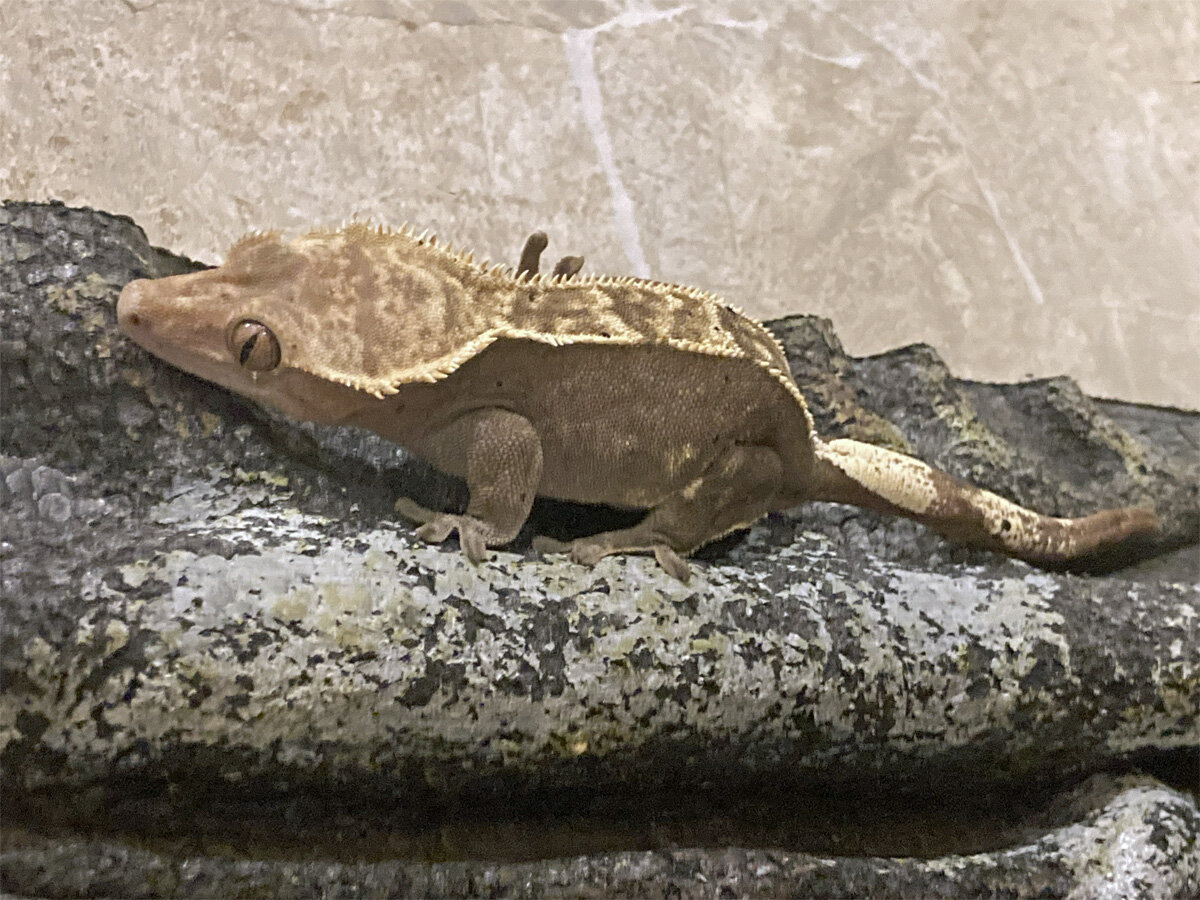 Female Crested Gecko with Terrarium and Supplies image 5