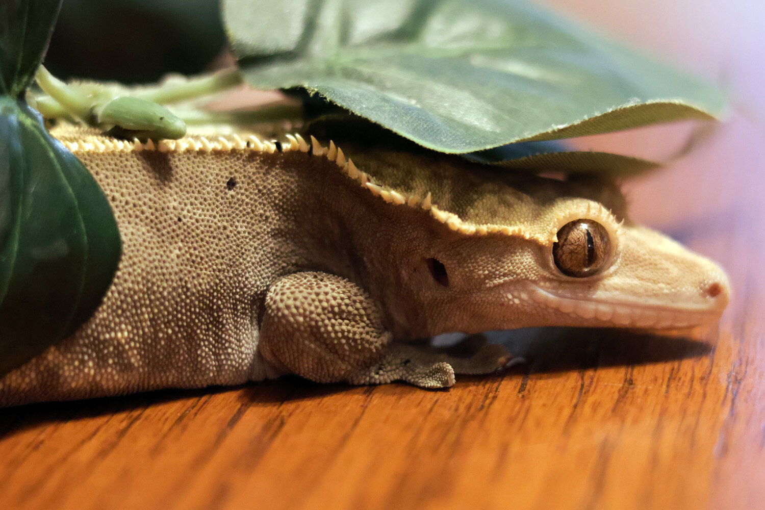 Female Crested Gecko with Terrarium and Supplies image 3