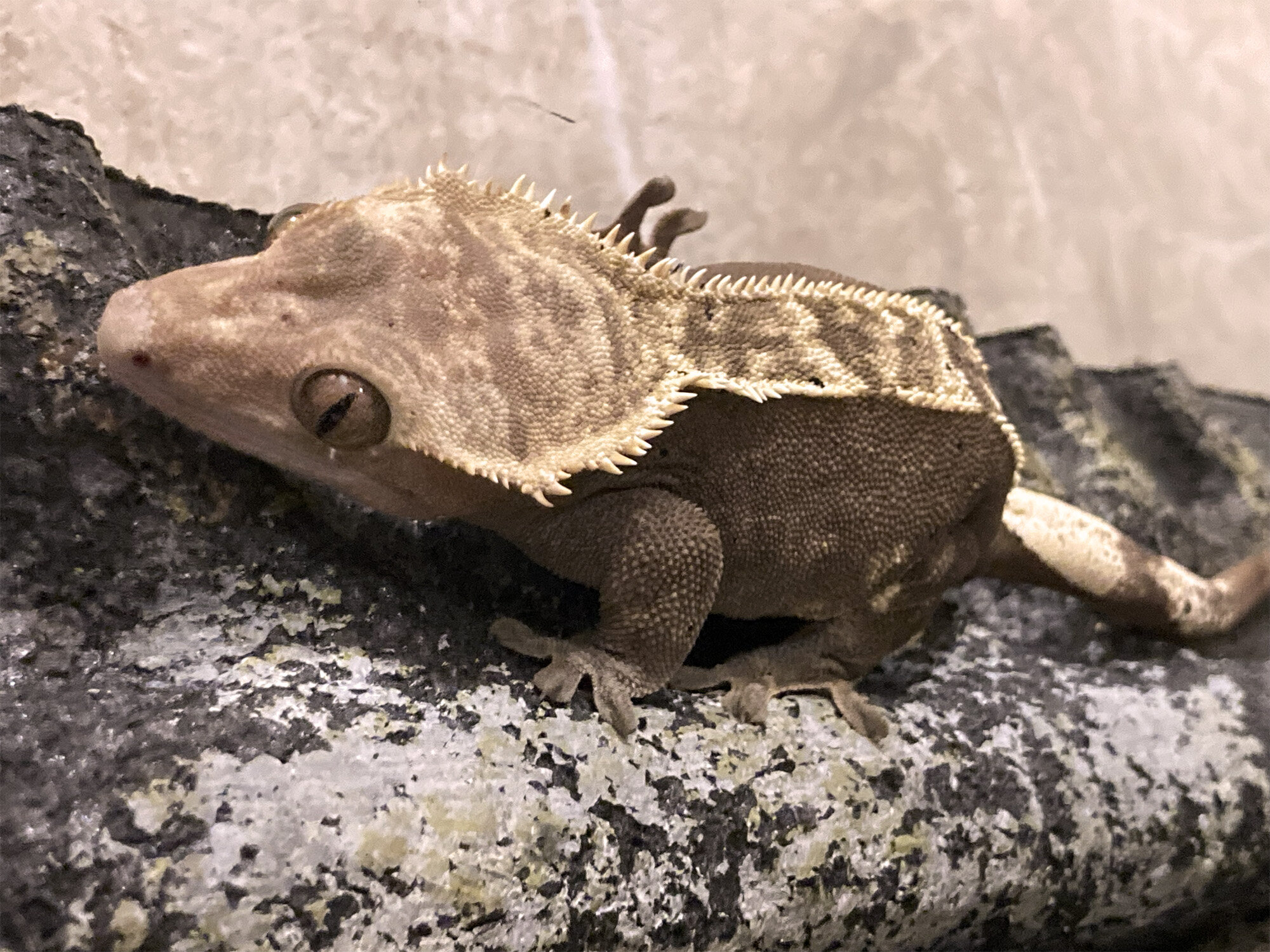 Female Crested Gecko with Terrarium and Supplies image 1