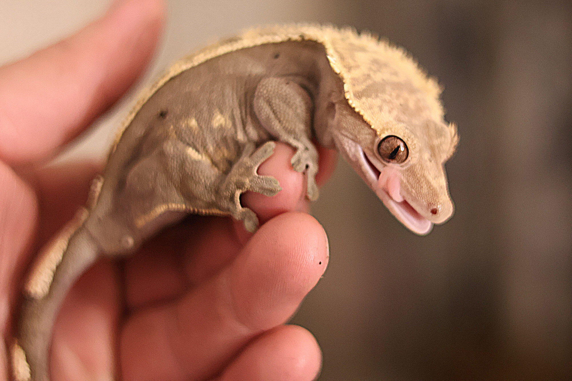 Female Crested Gecko with Terrarium and Supplies image 2