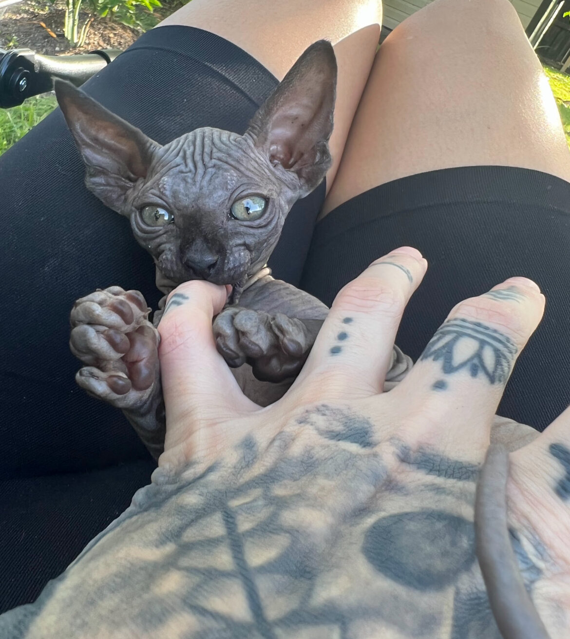 Male Sphynx kitten image 1