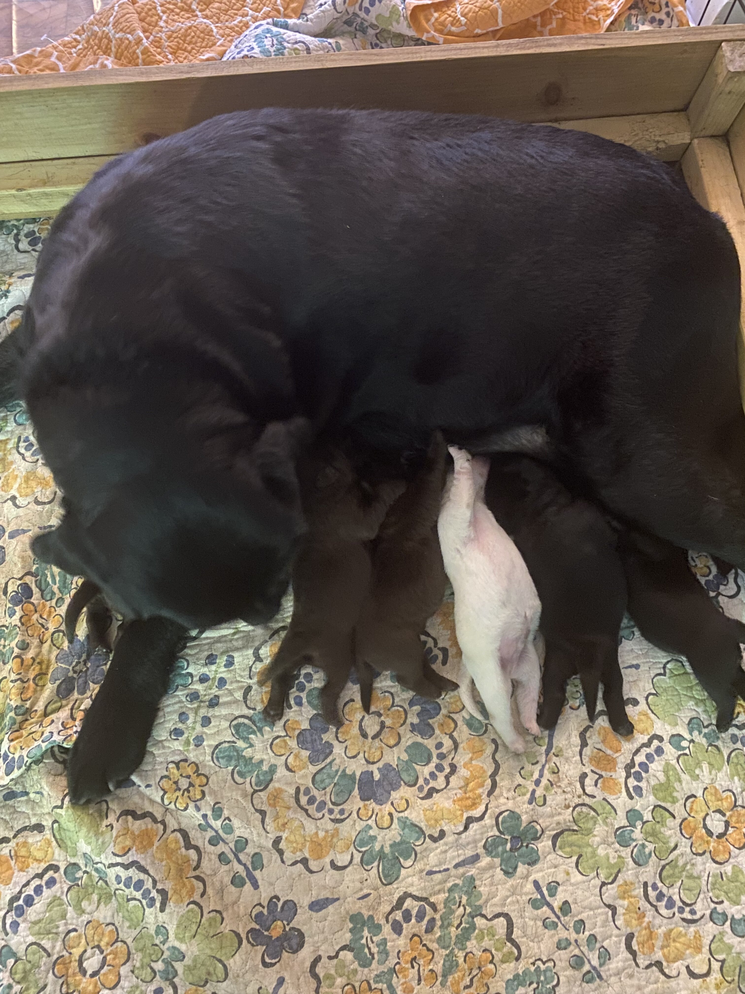Labrador Retriever puppies image 1
