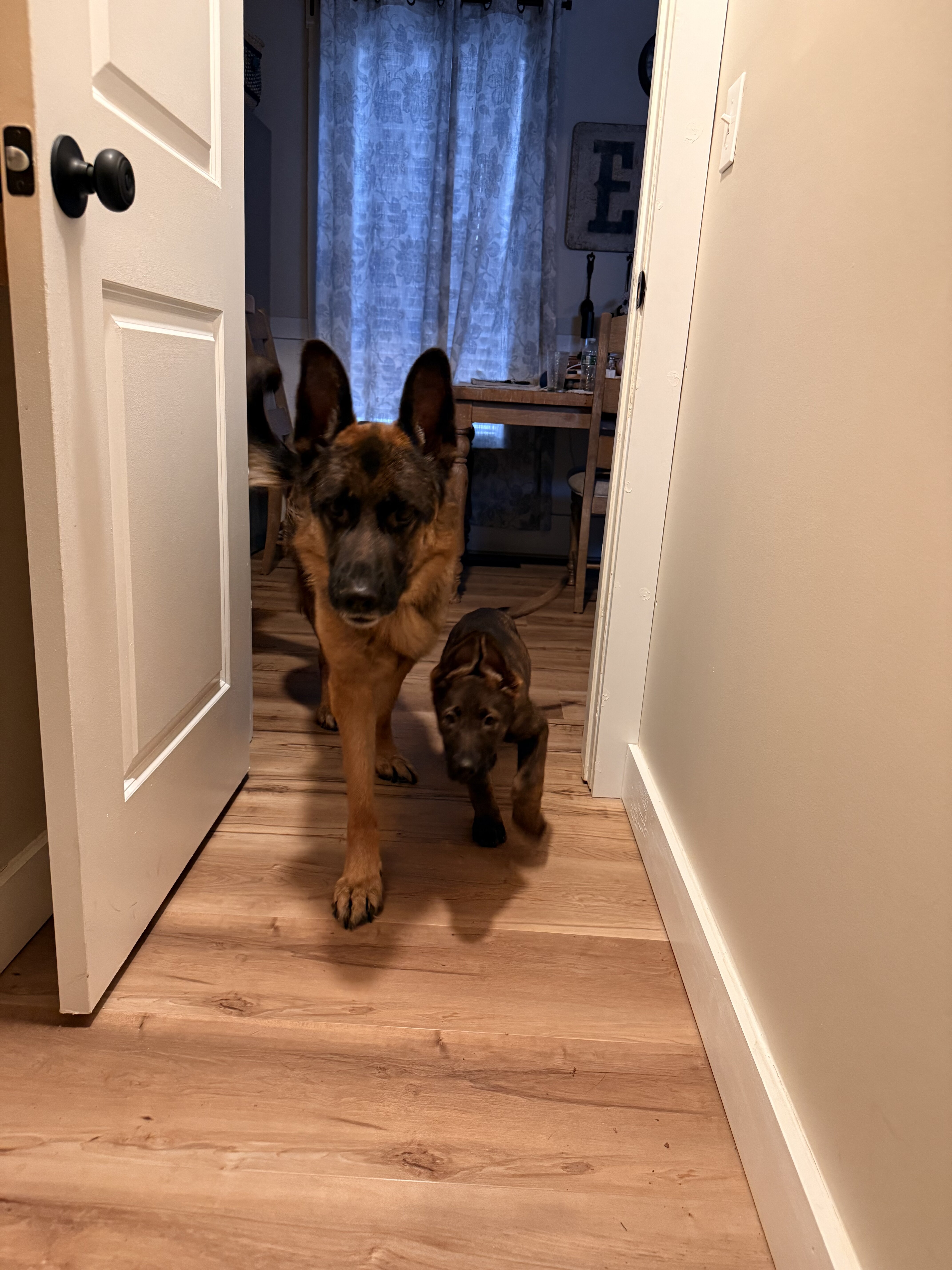 German Shepard image 5
