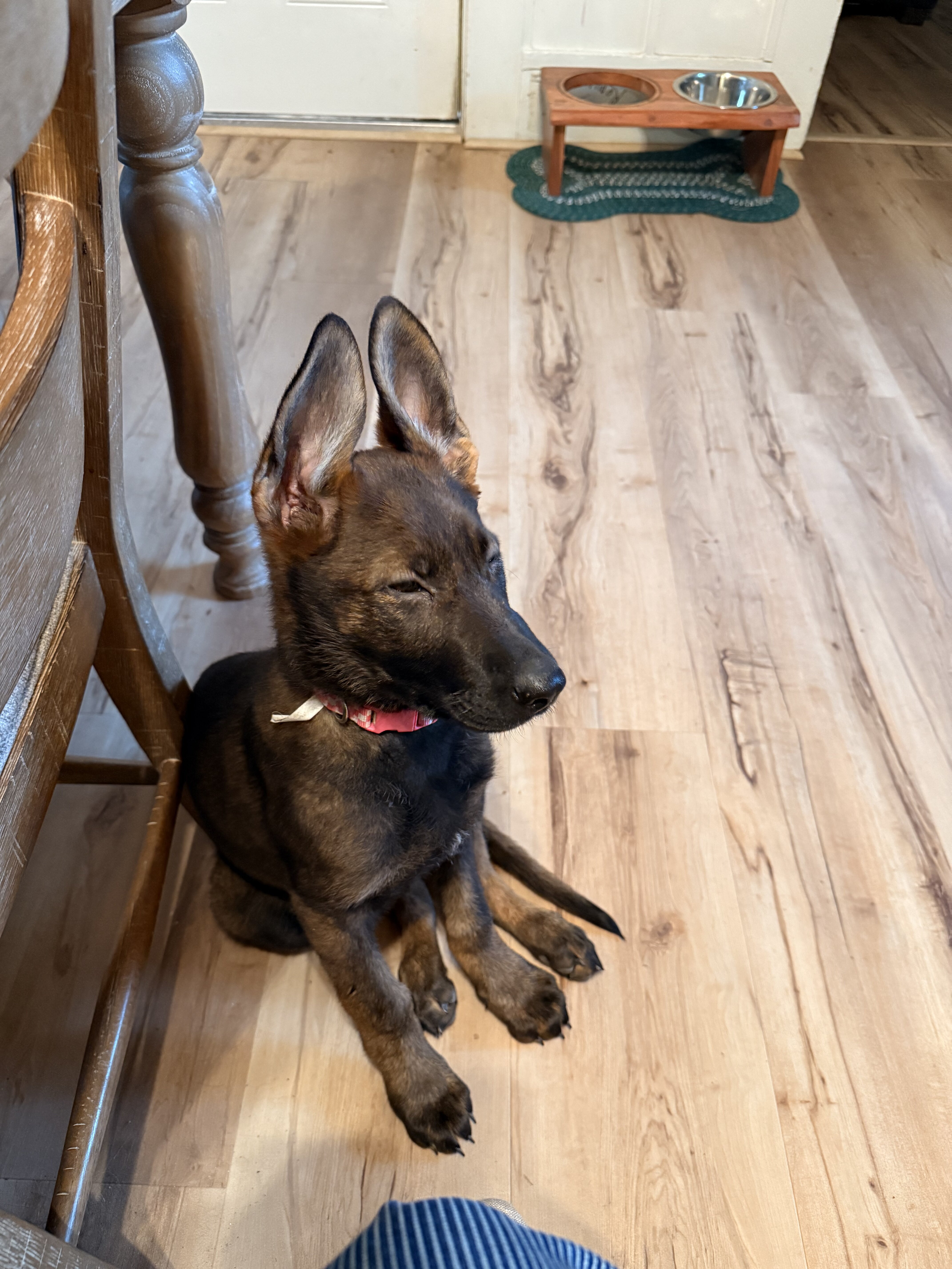 German Shepard image 3