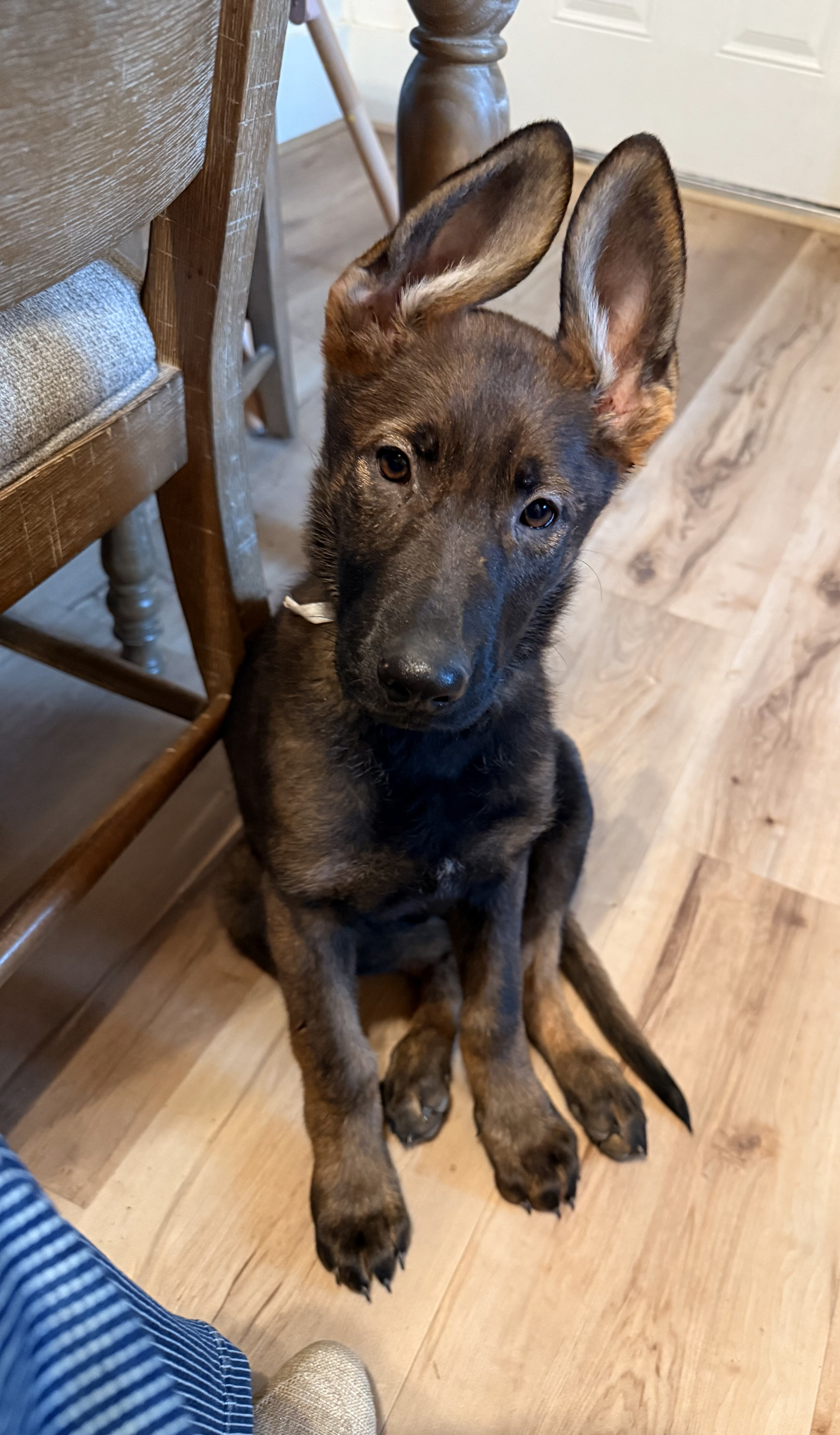 German Shepard image 1