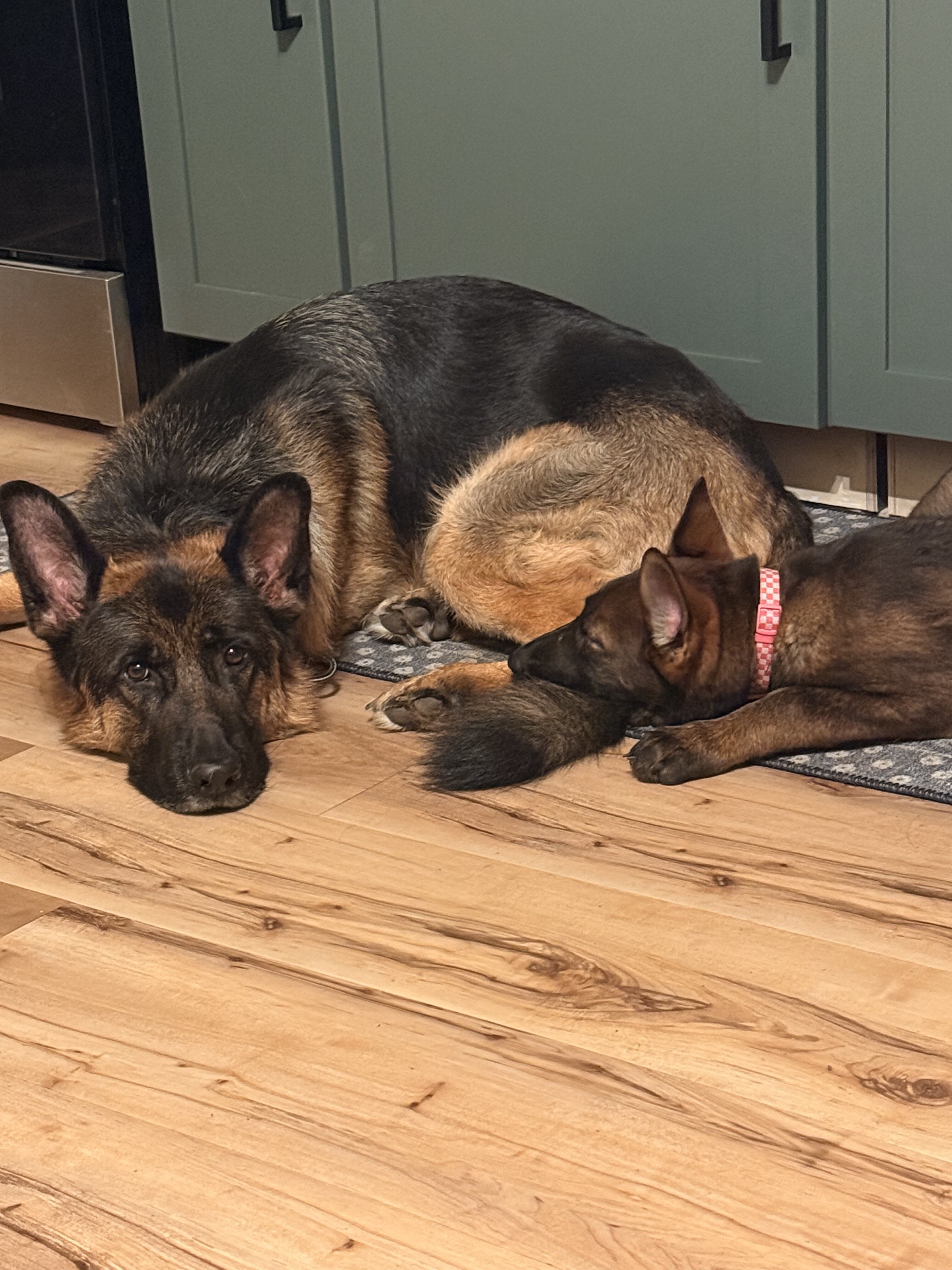 German Shepard image 4