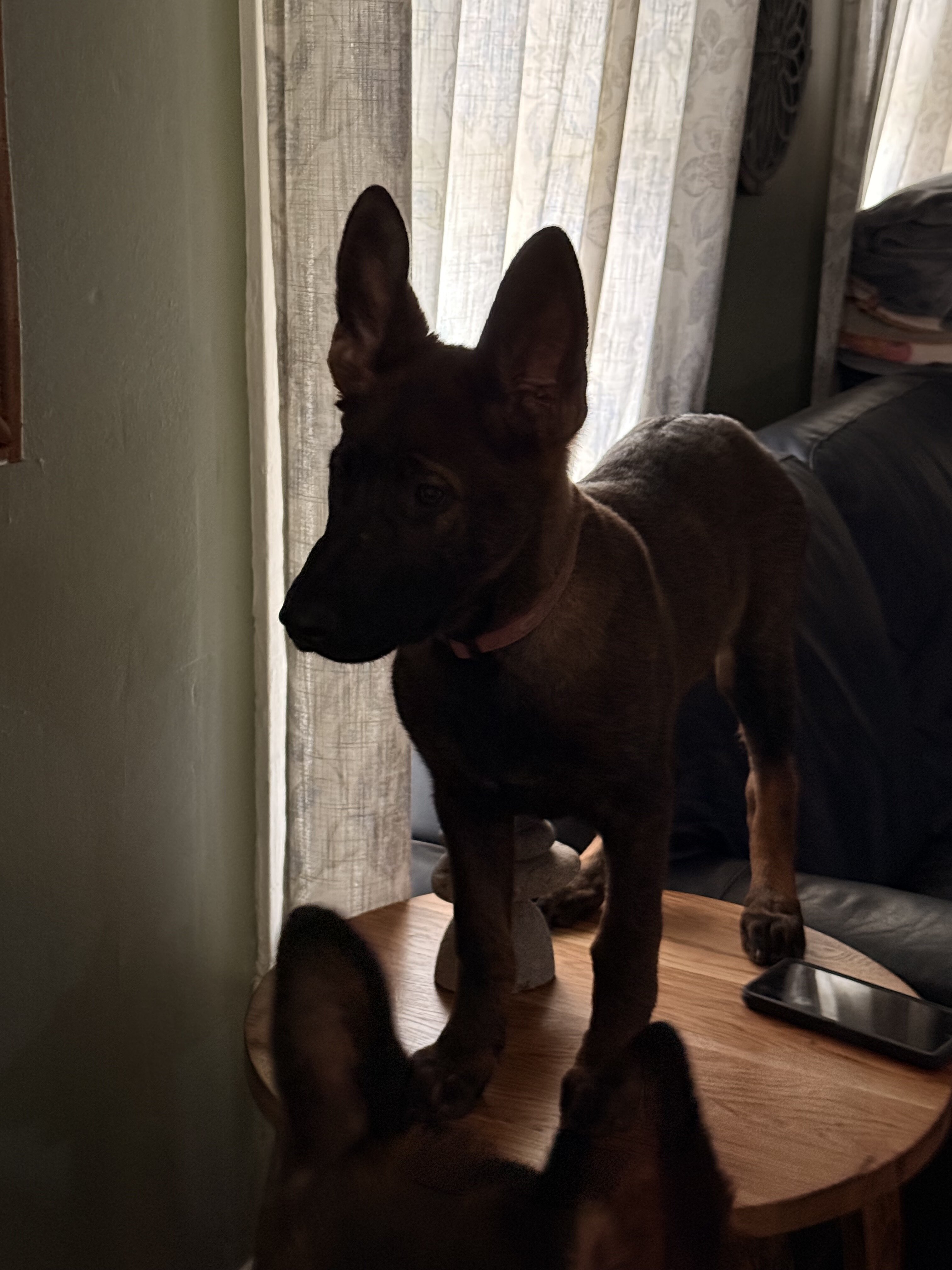 German Shepard image 2