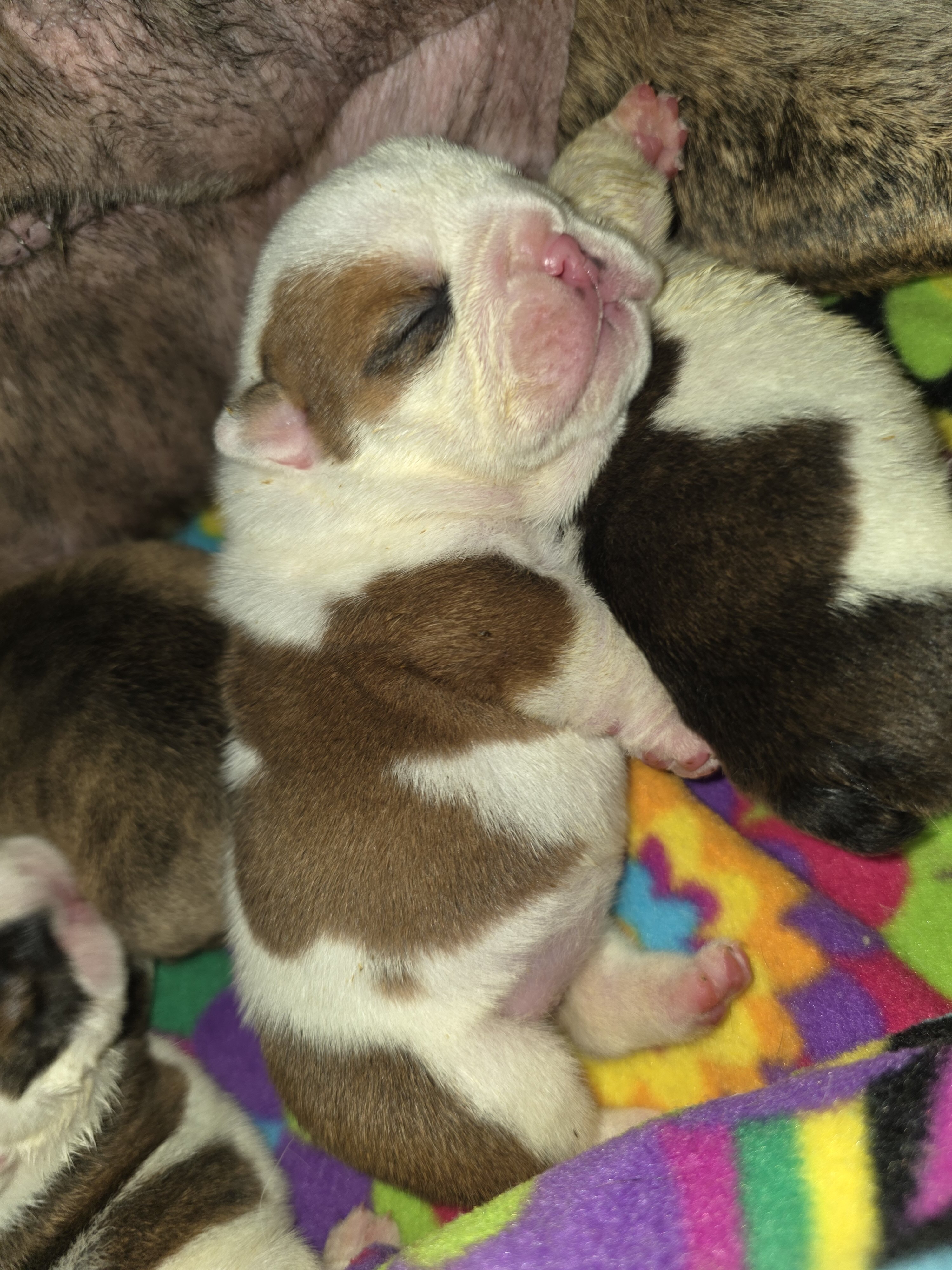 Ch bloodline akc English bulldog image 1